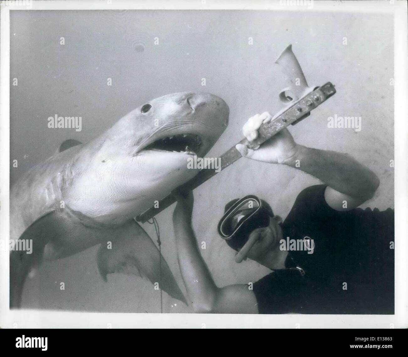 29 février 2012 - Bela Csidei pousse sur un 10 pieds requin tigre avec son fusil. Le SST. Banque D'Images