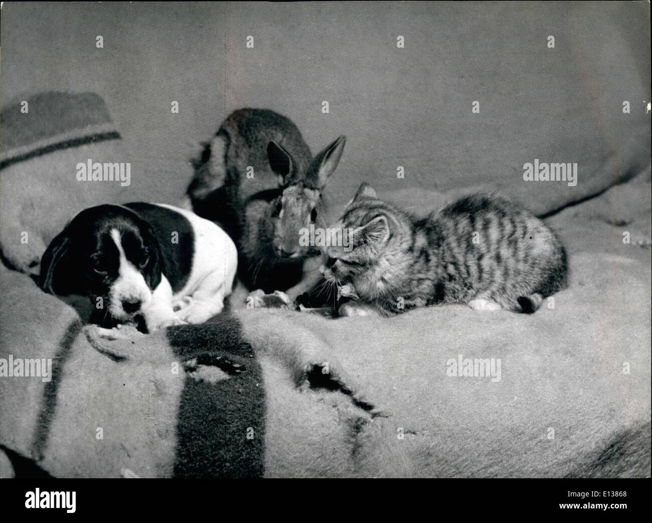29 février 2012 - Strange red-compagnons : Ils sont le chaton, le chiot et le lapin eyed irascible, appartenant à Bristol femme du fermier, MmeE.m.Johnson. Tous sont les meilleurs amis. Banque D'Images