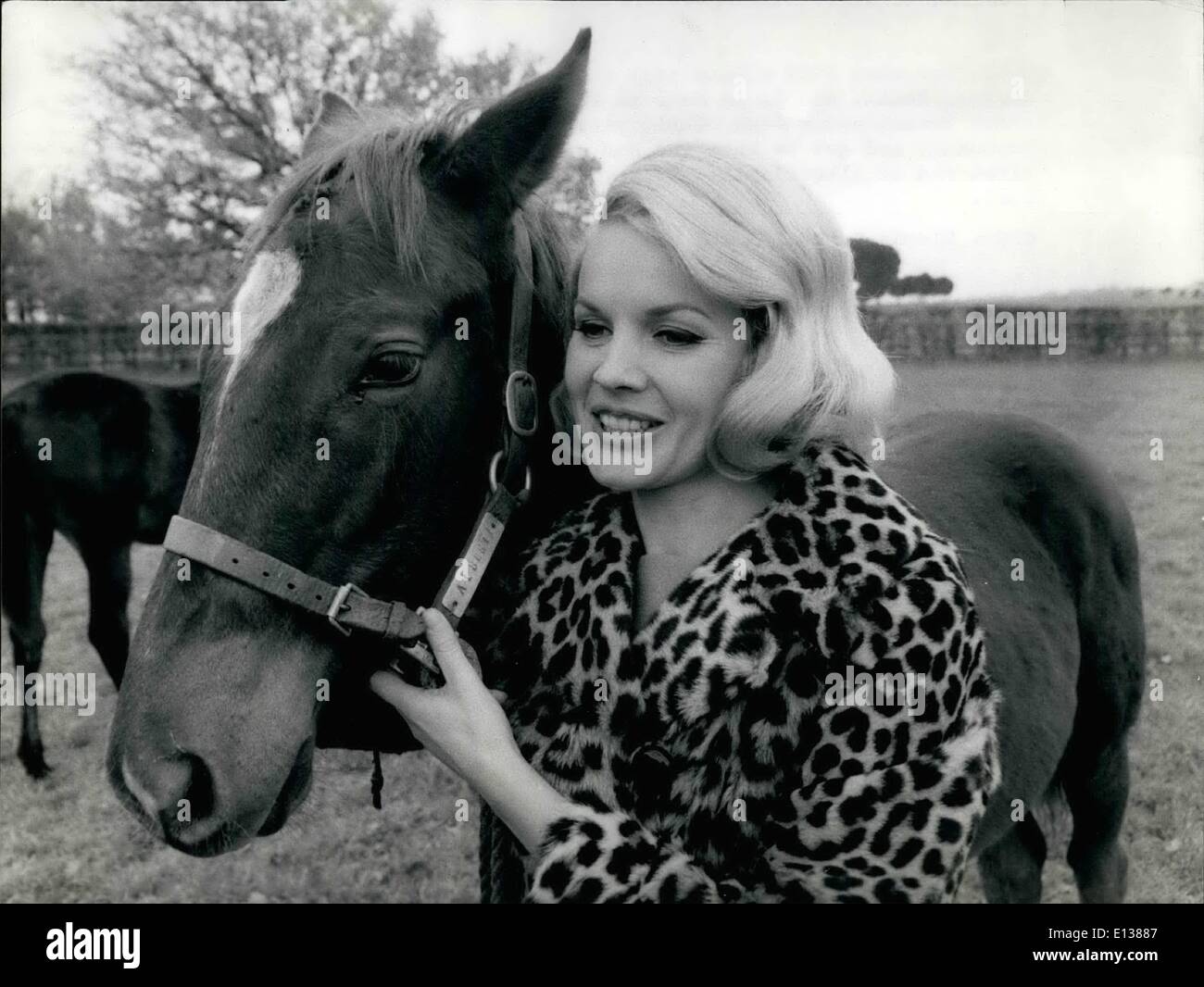 29 février 2012 - Rome. Décembre 1967  = Belle blonde actrice Carroll Baker, qui est à Rome pour tourner ''Lune de miel'' co-Starr acteur français Jean Sorel, a rendu visite à l'élevage des chevaux, et Olgiata appris à connaître le fils du célèbre cheval ribot et d'Albertinella. C'est ''Alberti'' né le mai 1967. photo montre blonde Carroll Baker visiter ''Akberti» Banque D'Images