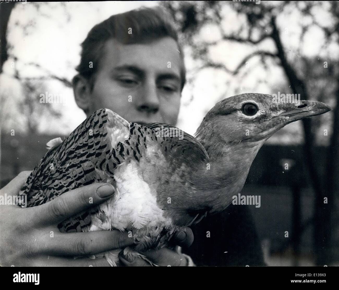 29 février 2012 - Le retour de la Grande outarde : l'un des oiseaux les plus rares de l'Europe, aussi grand qu'une Turquie, est d'être réintroduit dans la Grande-Bretagne comme une breding oiseau. La seule Outardes dans le pays sont aujourd'hui à un zoo privé au Weston Underwood, canards., d au printemps, ils seront placés dans une réserve dans la plaine de Salisbury avec l'objet de leur reproduction. M. Christopher arler, propriétaire du zoo, a importé deux mâles et quatre femelles outardes du Portugal, à l'iden de la mise en place de la communauté d'élevage. Il espère qu'ils seront auto-porpetutaings dans trois ans Banque D'Images