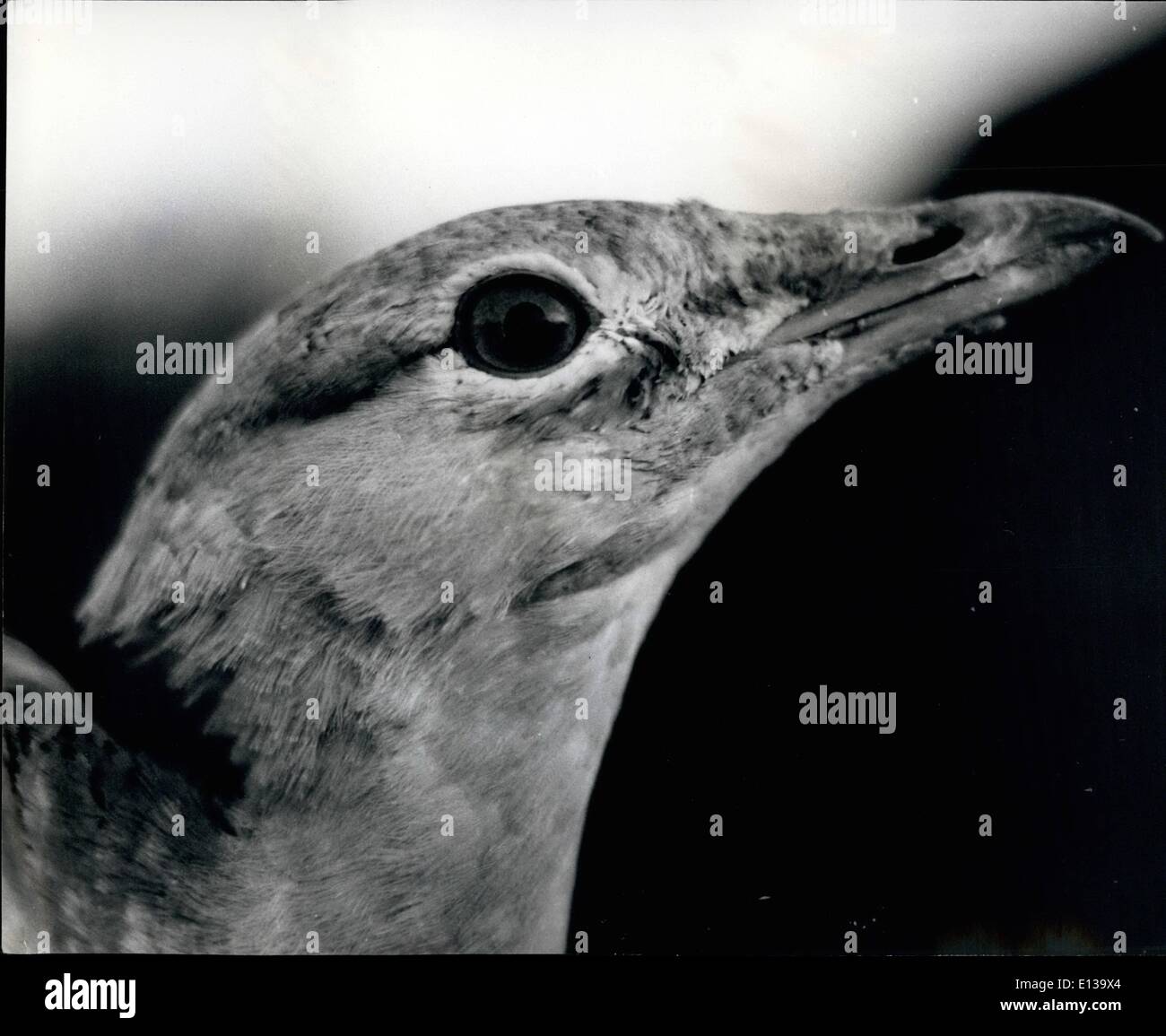 29 février 2012 - Le retour des grandes outardes. L'un des oiseaux les plus rares de l'Europe, aussi grand qu'une Turquie va être rétablie en Grande-Bretagne comme un oiseau d'élevage. La seule Outardes dans le pays sont aujourd'hui à un zoo privé au Weston Underwood, Bucks., et au printemps, ils seront placés dans une réserve dans la plaine de Salisbury avec l'objet de leur reproduction. M. Christopher Merler, propriétaire du zoo, a importé deux mâles et quatre femelles outardes du Portugal, à l'idée de créer la communauté d'élevage. Il espère qu'ils vont se perpétuer dans un délai de trois ans Banque D'Images