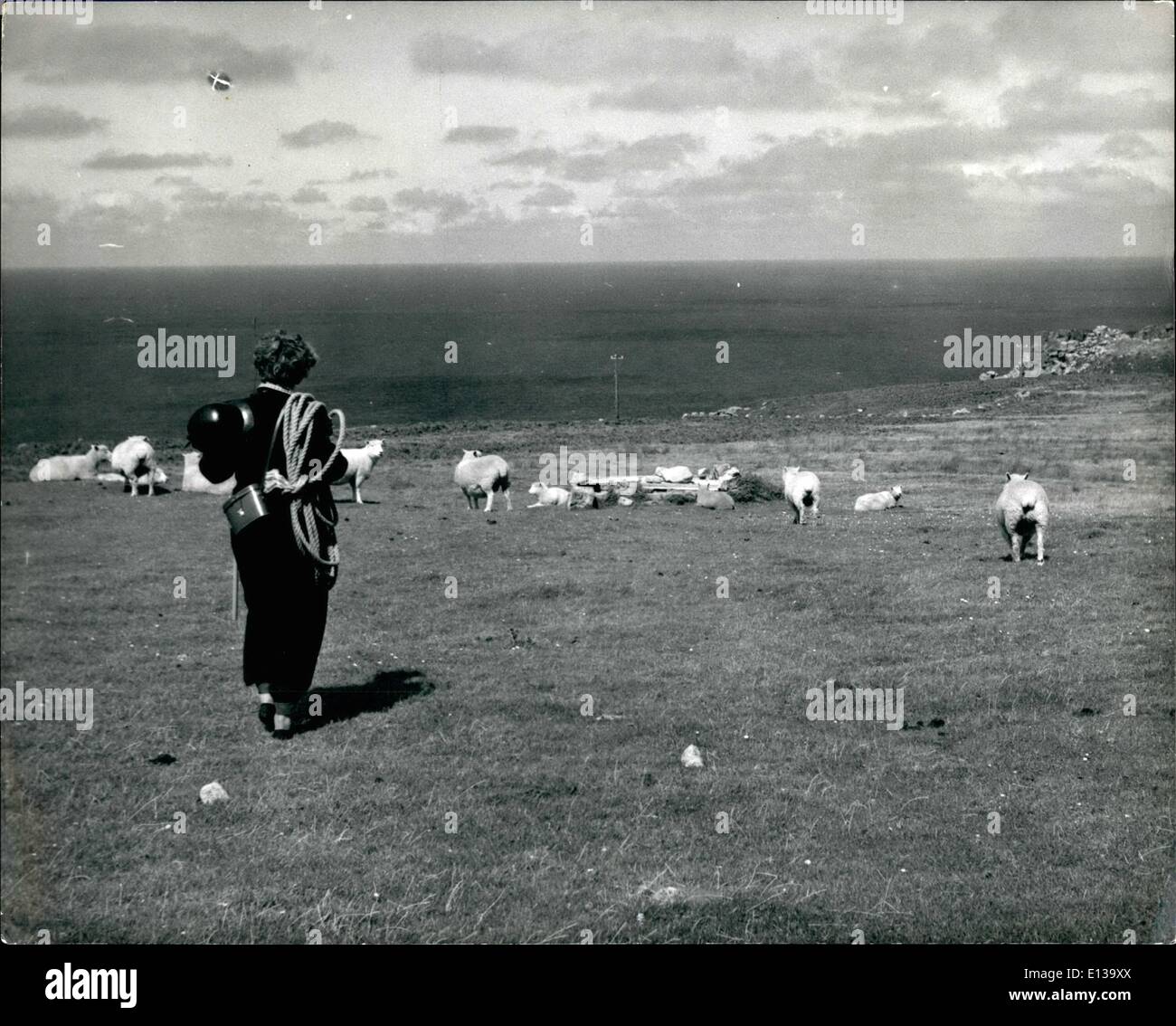 29 février 2012 - Préfet de Lundy Island : En route pour le bord des falaises à la recherche d'oiseaux, Barbara Whitaker se réunit que moutons, chèvres sauvages et les poneys sur la nature s'étend de l'île. Banque D'Images
