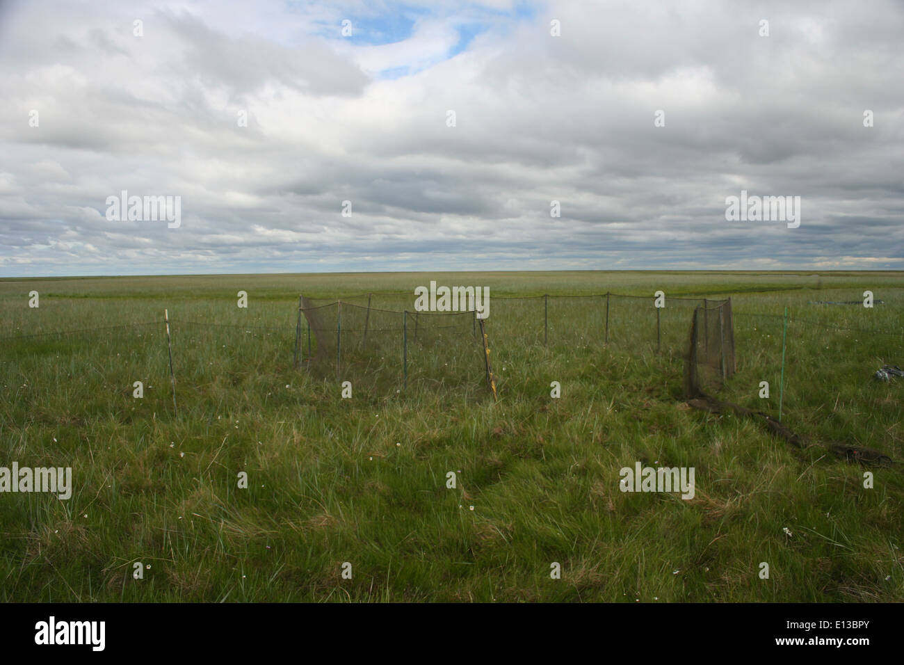Les efforts de baguage des oies ont lieu au refuge faunique national du delta du Yukon, en Alaska. Un pot de capture est utilisé pour capturer et baguer en toute sécurité les oies dans le cadre de la gestion de la faune et de la recherche pendant la saison estivale sur le terrain. Banque D'Images