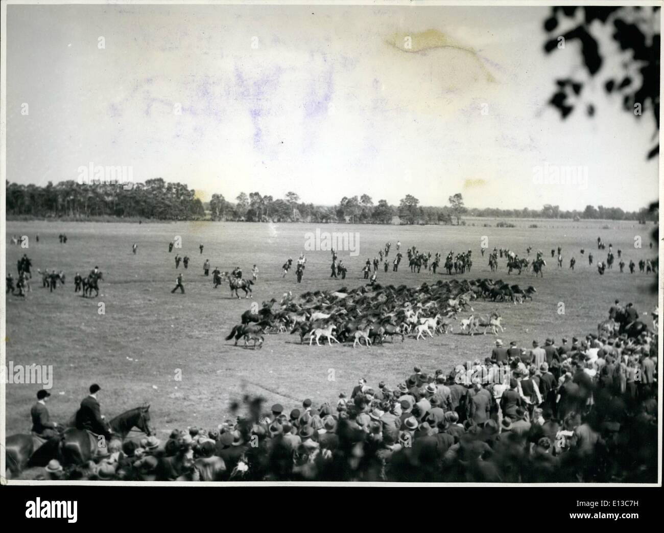 Mars 02, 2012 - Le Meersfelder Horse Show : un disque de poneys sauvages est rassemblée devant des centaines de spectateurs et les concessionnaires sur.avec eux, nombreux sont les jeunes poulains. Ils ont juste été entraîné dans de la vaste forêt de réservation. L'arrondissement des poneys sauvages dans l'Allemagne de l'ouest : une cotisation annuelle à meersfelder horsefair bruch allemand témoigne de ses efforts pour recouvrer sa position en tant que l'élevage de chevaux et onning nation Banque D'Images