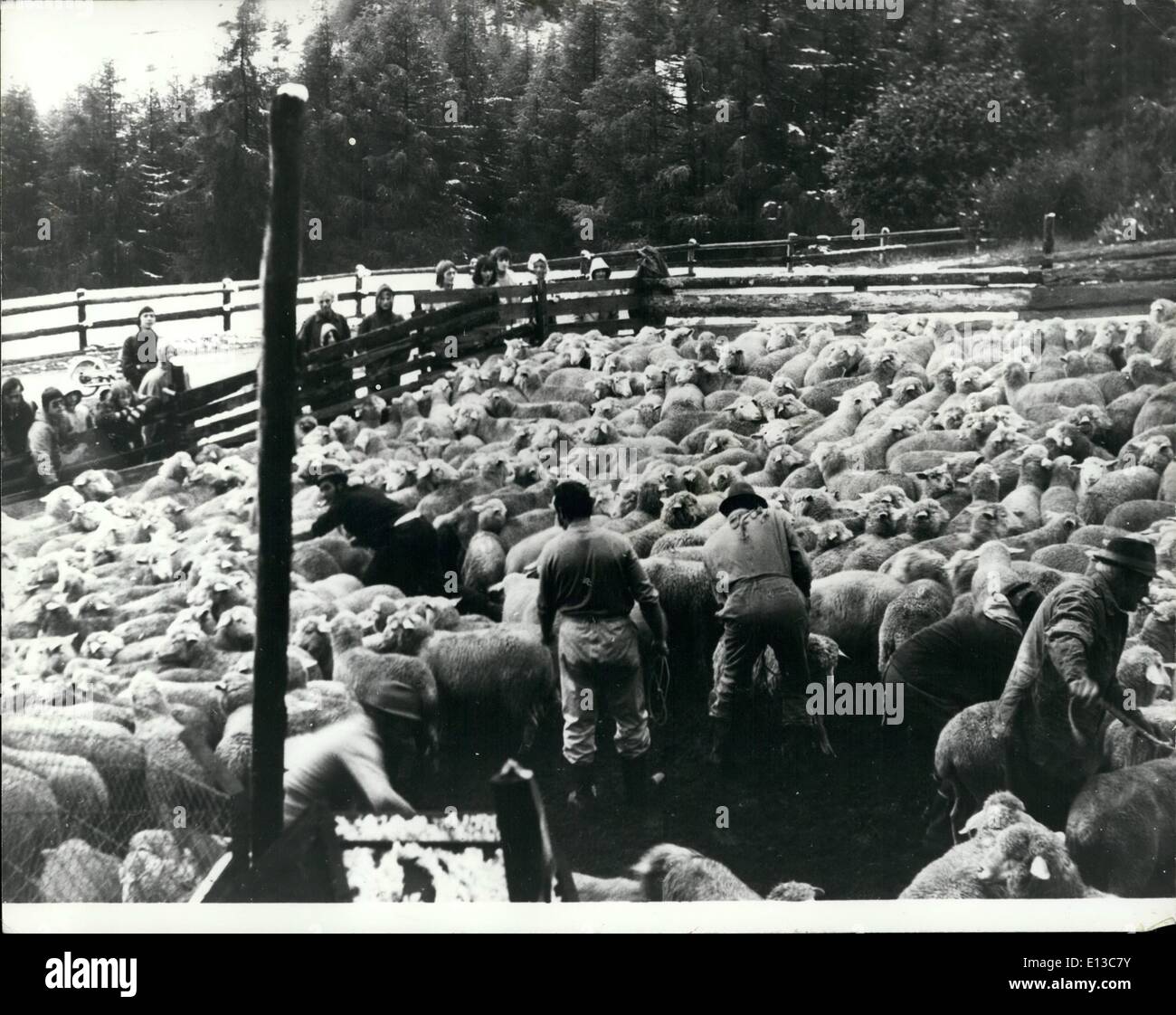 Mars 02, 2012 - qu'ils ont pas le temps de dormir ! : Ils disent que si vous voulez obtenir de dormir essayez de compter les moutons - mais ce n'est pas le but Banque D'Images