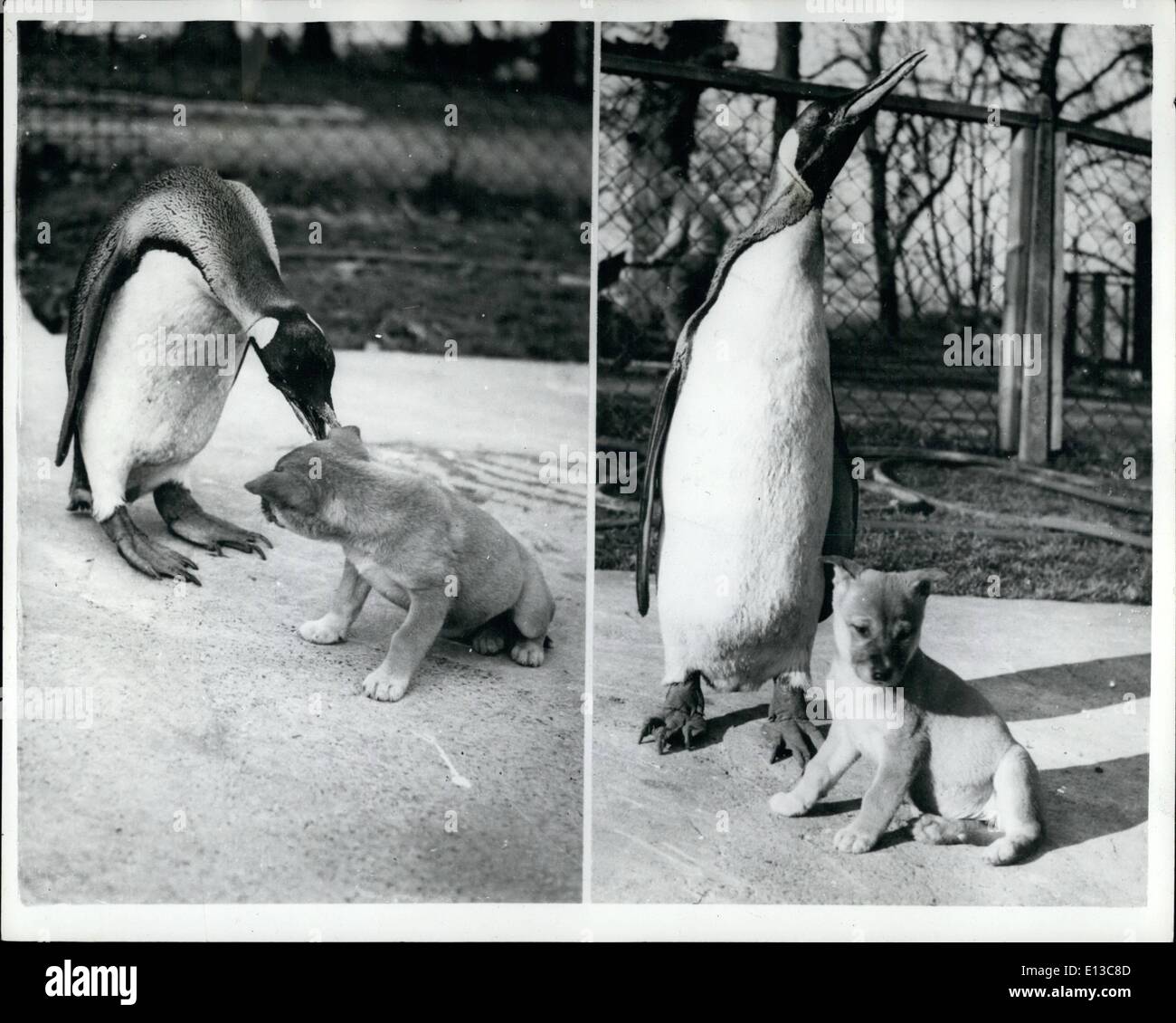 Chiot pingouin Banque de photographies et d'images à haute résolution -  Alamy