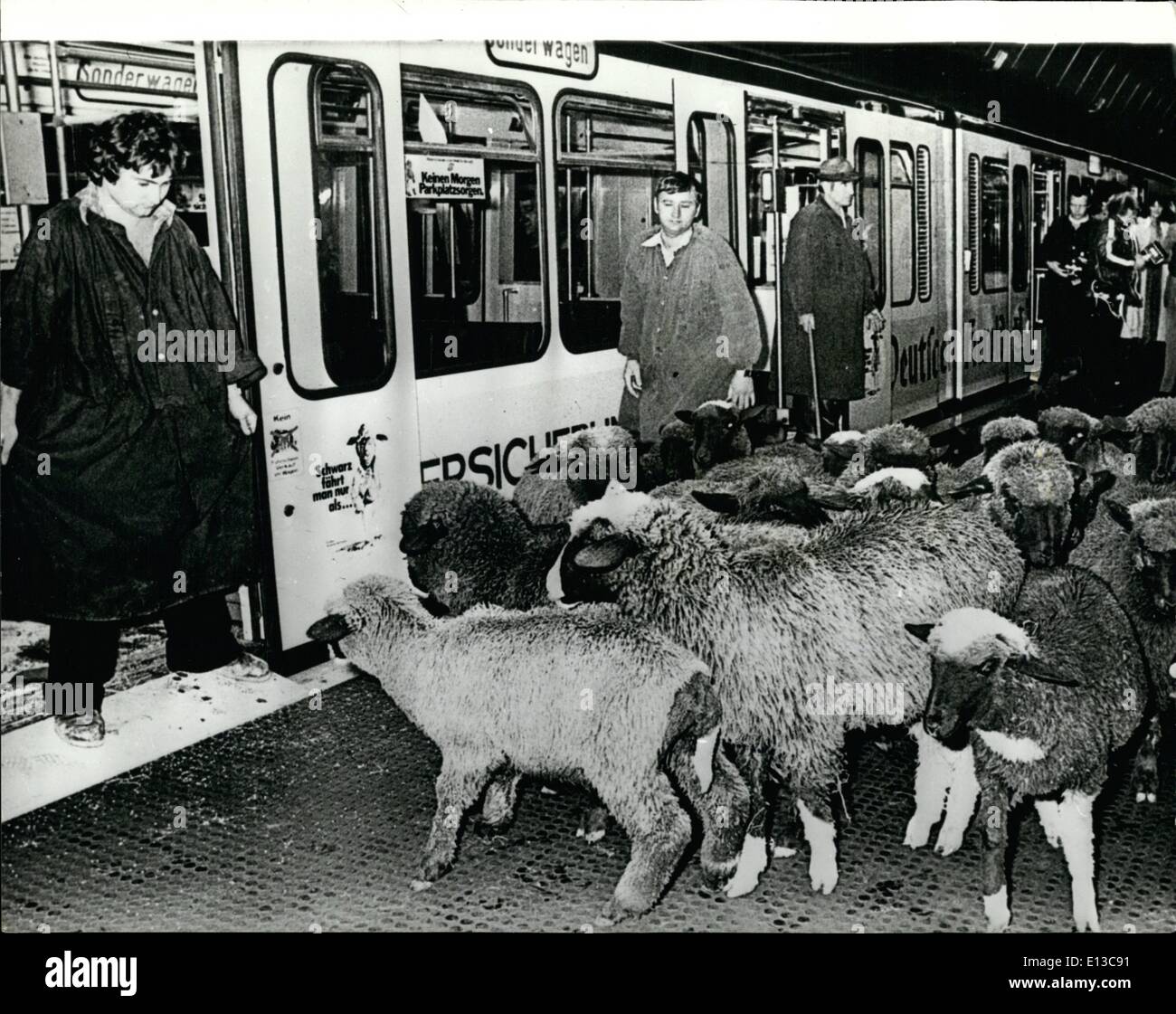 Mars 02, 2012 - Bonn's ''Black Sheep'' le ''Black Sheep'' sont compter les banlieusards dans la capitale allemande, qui omettent de payer leur billet. Comme la ville est en train de perdre 2 millions de marks par an. Les autorités de la ville ont organisé une manifestation de mettre 20 moutons noirs sur le sous-titre, de manière à signaler à leurs citoyens de leur erreur. Banque D'Images