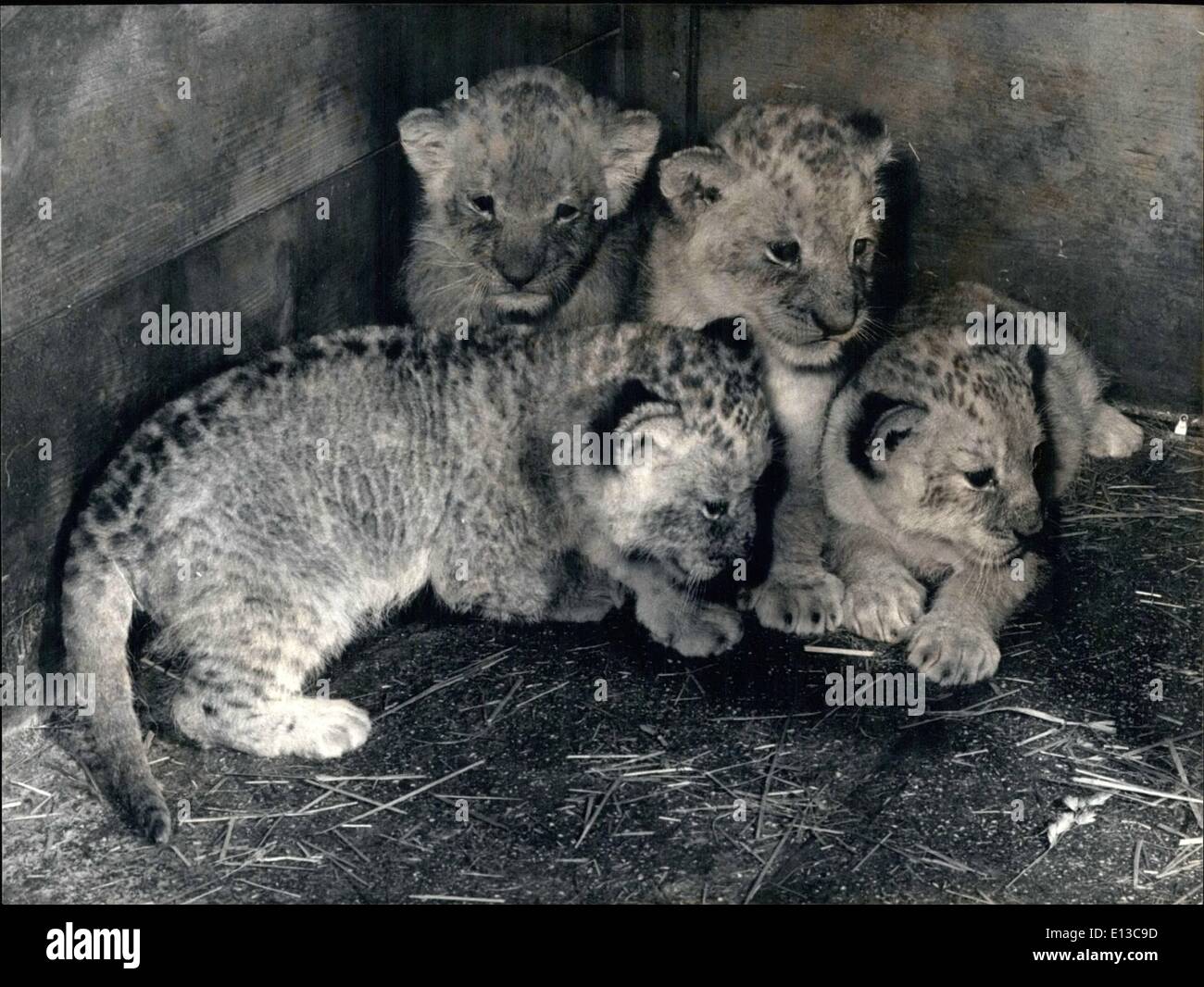 Mars 02, 2012 - Ils étaient cinq. Au Zoo de la ''Platte'' à Frauenfeld, il y a un mois un quintuple du lion est né, ce qui est très rare chez les lions. Un chiot est mort peu après. OPS : Les quatre de gauche un quintuple du lion de la naissance. Banque D'Images