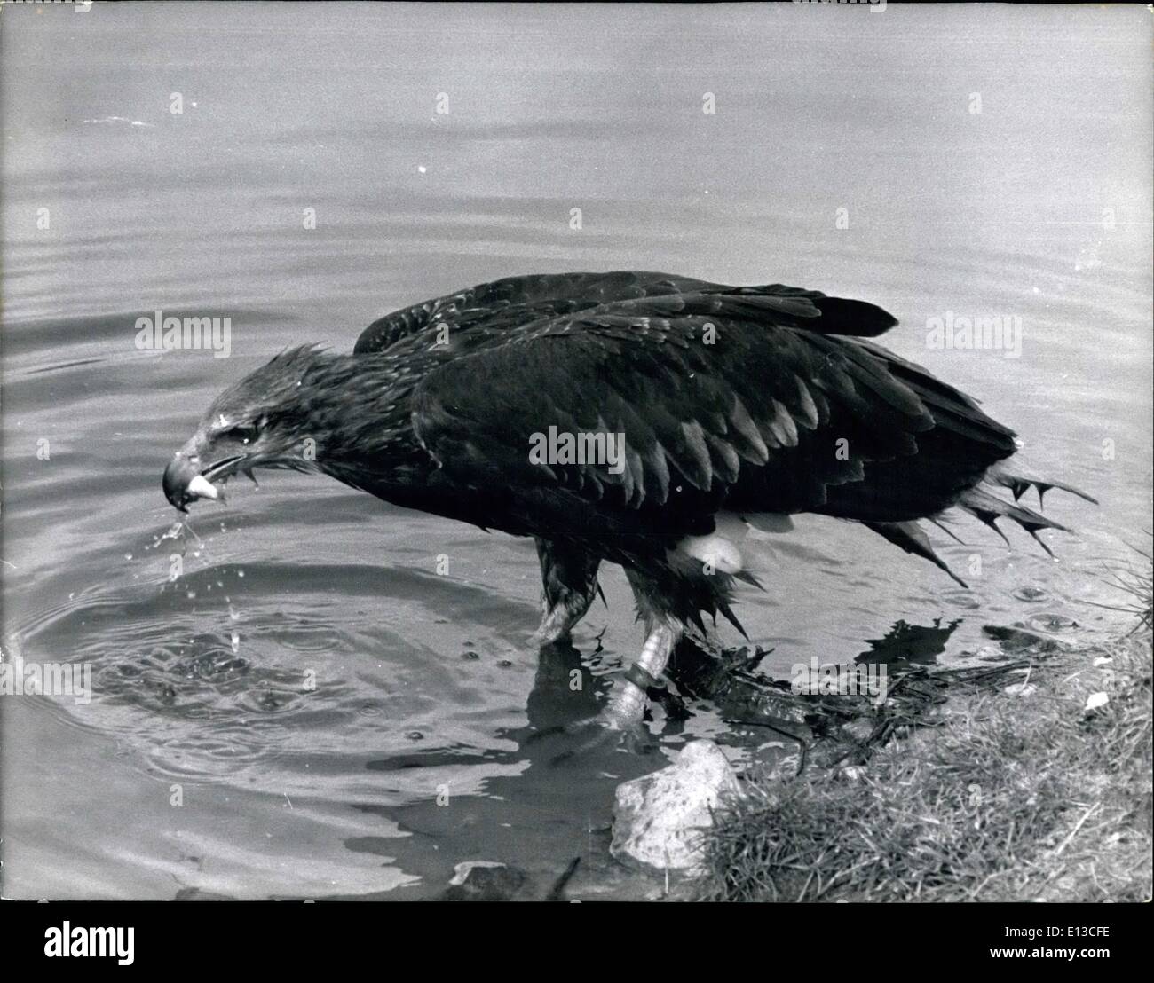 Mars 02, 2012 - Les Aigles de Manille profiter de la pêche sur Earl's Estate : un cours dans la chasse du poignet est de plus en plus d'une maison de vacances de pêche de Bossy et lettres, deux jeunes aigles envoyés depuis les Philippines pour l'entraînement à Weston Park, Shifnal, Salop, domicile du Comte de Bradford. Les oiseaux ont été censées être rares monkey-manger les aigles, mais ont maintenant été identifiés par l'Earl Falconer. M. Allan Oswald, 34 à tête grise, aigles pêcheurs, qui chassent les poissons et les petits mammifères dans une manière paresseuse Banque D'Images