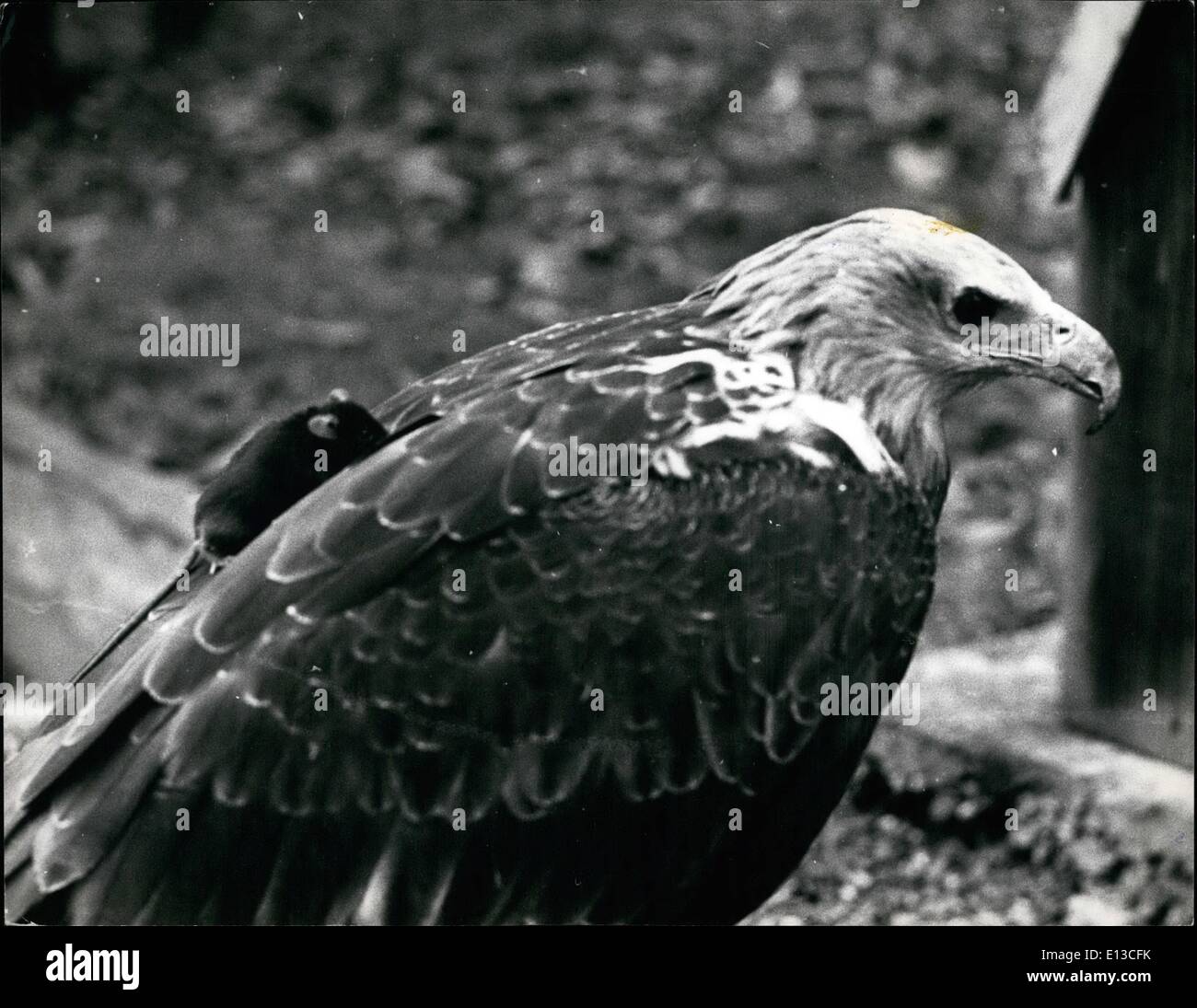 Mars 02, 2012 - Suki la souris intrépide rampe jusqu'Lettres, le poisson tête gris eagle est de retour, au Comte de Bradford's Weston Park. Banque D'Images