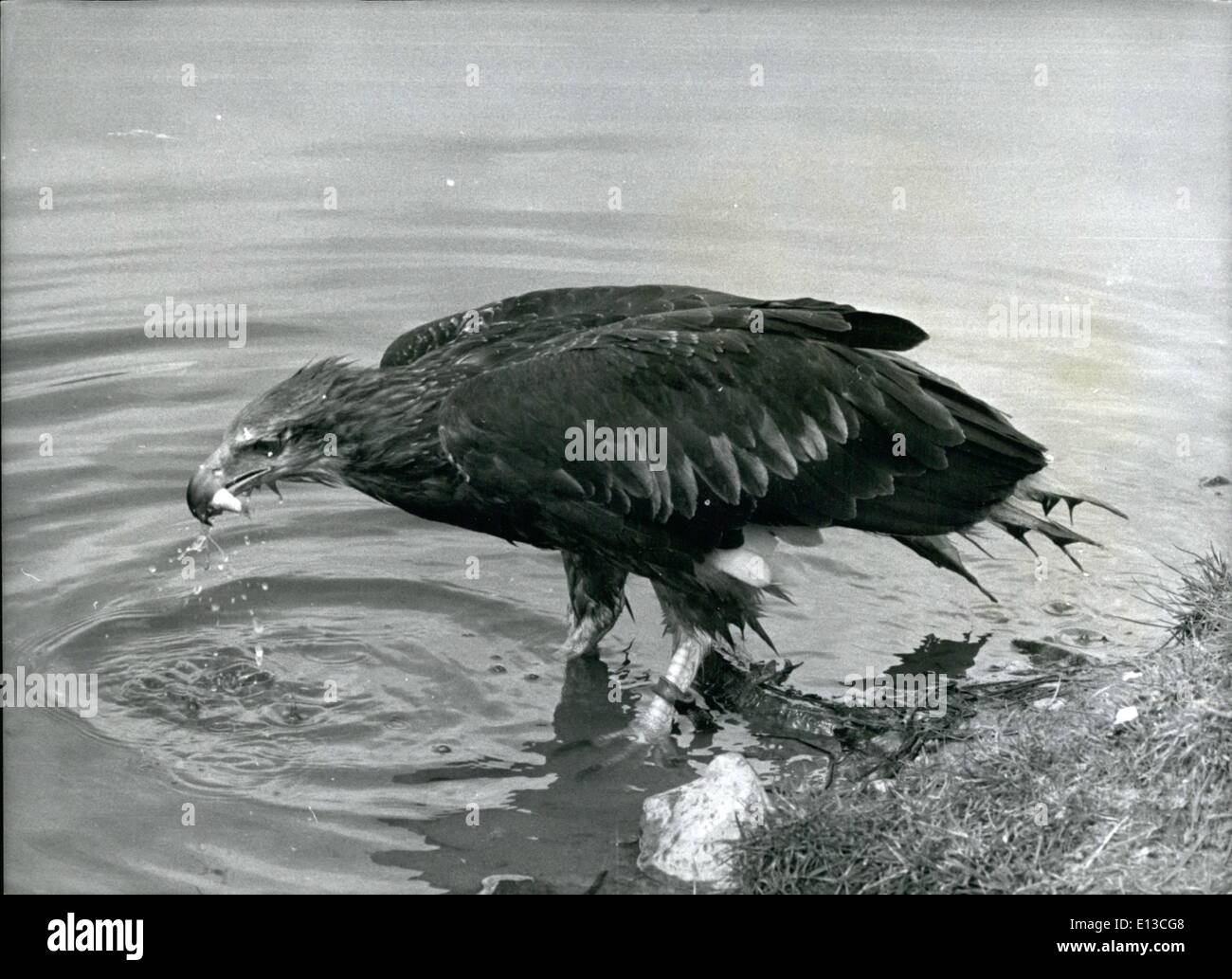 Mars 02, 2012 - Les Aigles de Manille profiter de la pêche sur Earl's estate : un cours dans la chasse du poignet est de plus en plus d'une maison de vacances de pêche de Bossy et lettres, deux jeunes aigles envoyés depuis les Philippines pour l'entraînement à Weston Park, Shifnal, Salop, domicile du Comte de Bradford. Les oiseaux ont été censées être rares monkey-manger les aigles, mais ont de nouveaux été identifiés par l'Earl Falconer, M. Allan Oswald, 34 à tête grise, aigles pêcheurs, qui chassent les poissons et les petits mammifères dans une manière paresseuse Banque D'Images