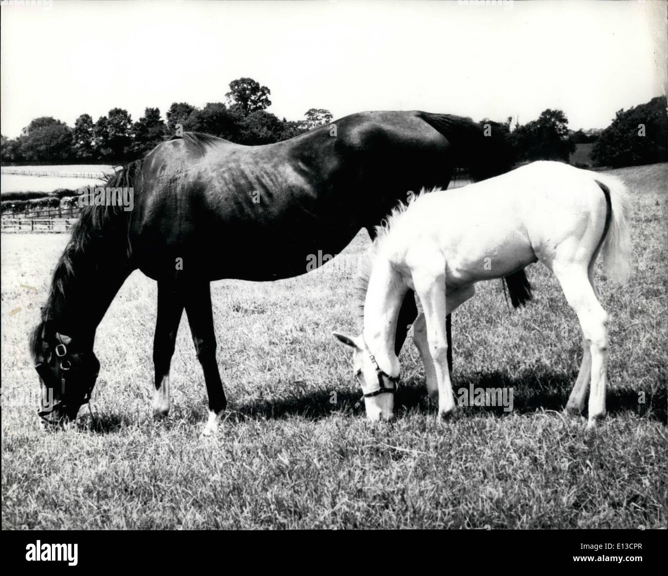 Mars 02, 2012 - UN Million-To-One Chance - un Colt Blanc : C'est un freak - un million à un hasard - un poulain blanc. Stores Banque D'Images