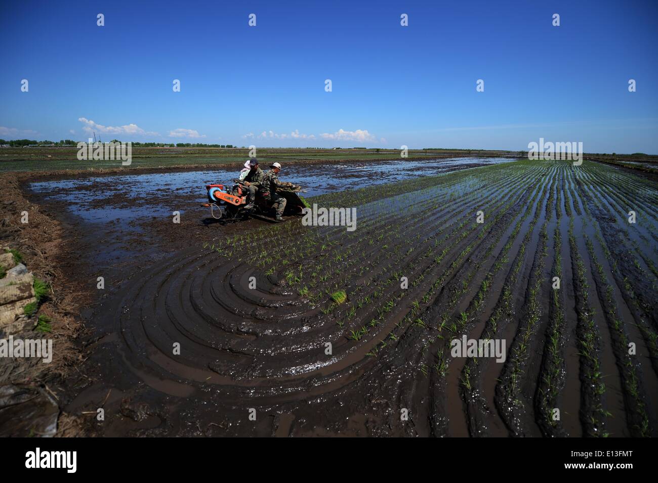 Harbin, Chine, province de Heilongjiang. 19 mai, 2014. Les villageois conduit un semoir de riz comme ils transplantent des plants de riz dans le village de Zhaoxing Yufeng Township dans Luobei comté, la province du nord-est de la Chine, le 19 mai 2014. Les agriculteurs de Luobei, Suibin et Huanghe comtés, qui souffrent de graves inondations en 2013, sont occupés par le labourage du printemps. © Wang Kai/Xinhua/Alamy Live News Banque D'Images