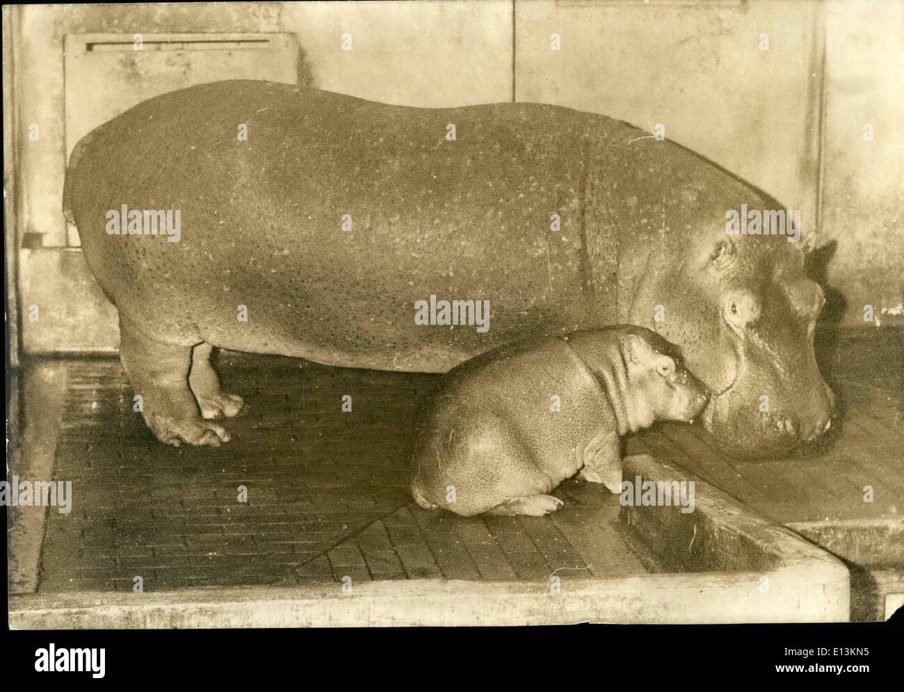 Mars 02, 2012 - Mama Hippo et son bébé Banque D'Images