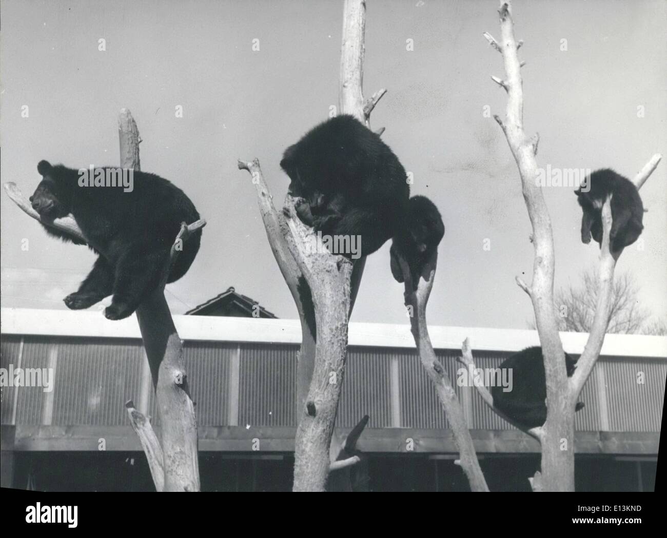 Mars 02, 2012 - Les ours bruns de l'après-midi : Au le petit jardin zoologique de Studen près de Bienne (Biel) germe;une petite couleur de l'ours brun a choisi d'accrocher endormi sur les arbres pour leur après-midi-pan. Banque D'Images