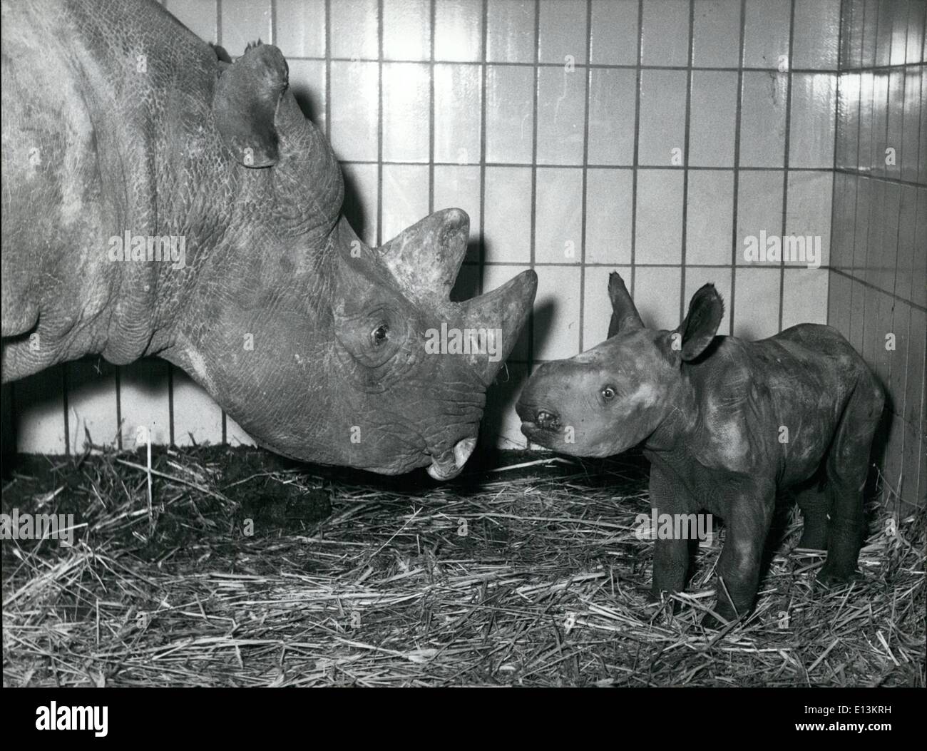 Mars 02, 2012 - Catherine la Grande . S'il y a quelques jours une petite fille dans le zoo de Francfort. C'est la deuxième sharpmouth rhinoceros né en Allemagne. Photo Keystone de Décembre 15th, 58 Banque D'Images