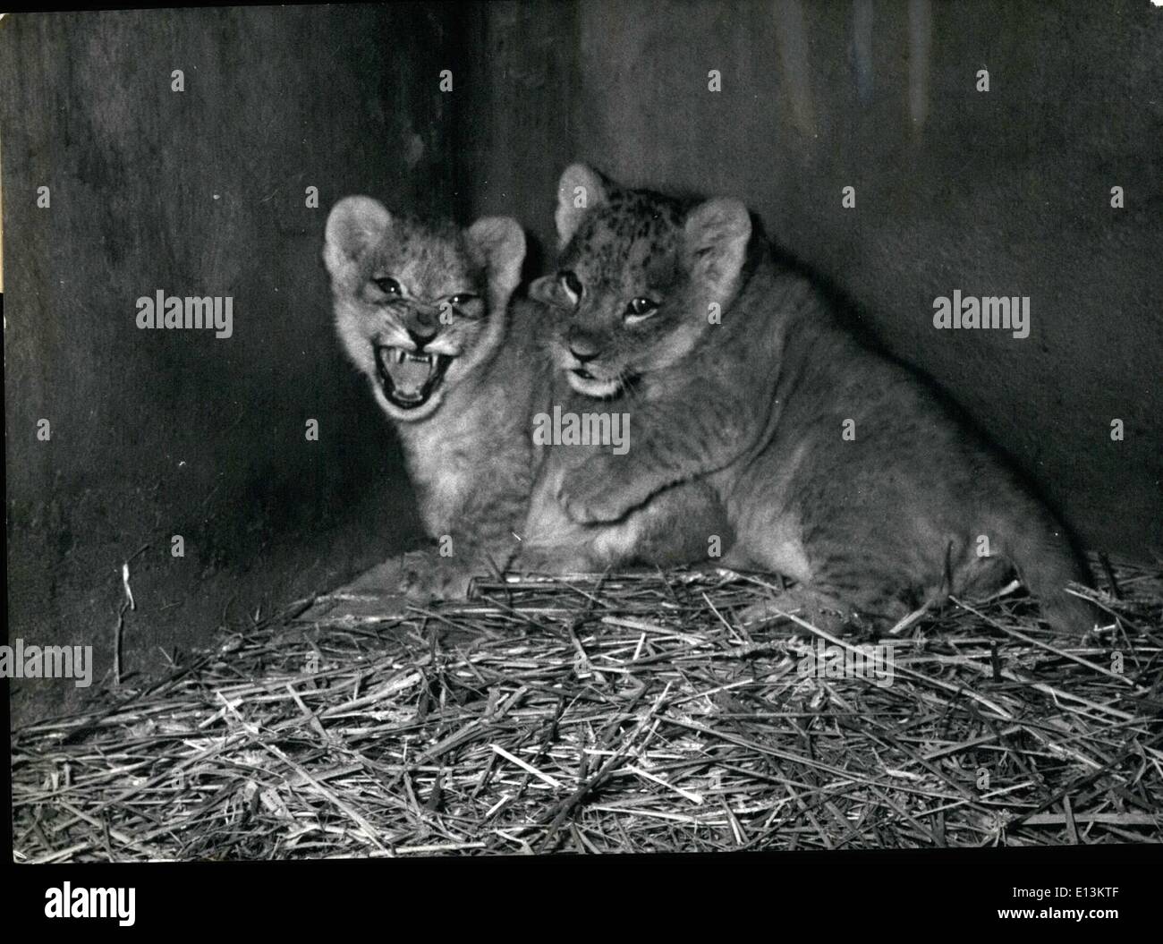 Mars 02, 2012 - Les nouveaux hôtes pour le zoo de Vincennes : la population de le zoo de Vincennes à Paris a sérieusement augmenté après une série d'événements heureux '''. Photo montre une paire de 2 espèce de vieux lions. Banque D'Images