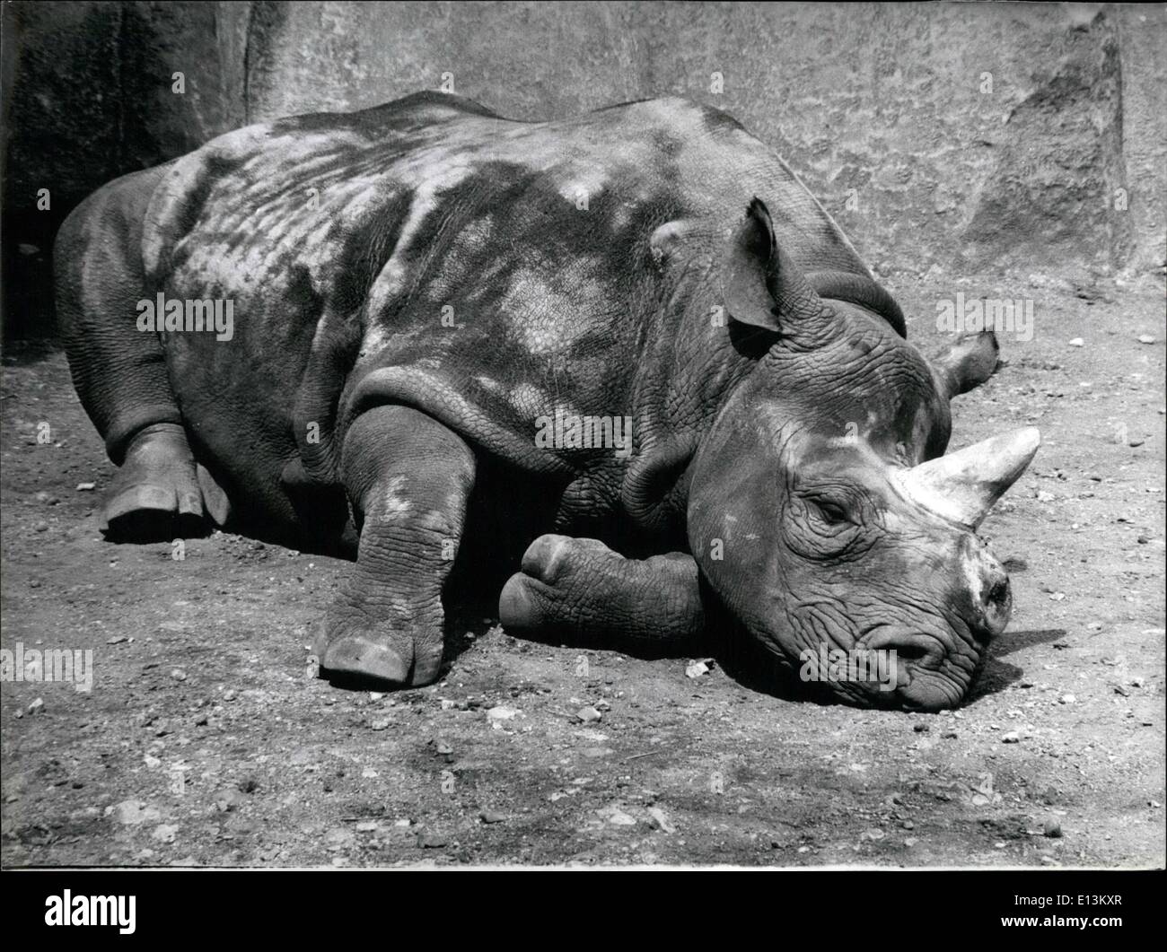 Mars 02, 2012 - Scènes à Paris Zoo. OPS : Le rhino du Zoo Vincelles profitant de la vague de chaleur qui rappelle d'Afrique d'origine. 17/65 août Banque D'Images