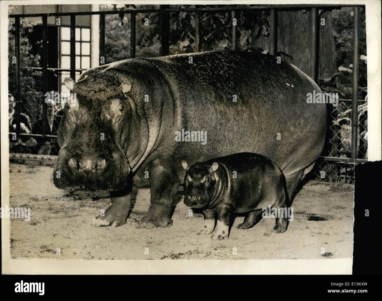 Mars 02, 2012 - ''aren'' introduit ''bébé'' Rasmus plus récent ajout à la zoo de Copenhague. : Un bébé vient de naître à ''Maren'' hippo détenu du Zoo de Copenhague. C'est son 13ème. bébé en 13ans - et le père est de 43 ans, ''Auguste'' la plus ancienne hippo-père en captivité dans le monde. Il a été pris en Afrique en 1911. Bien que Rasmus a l'air mignon et tout petit maintenant - hew va sans doute se développer d'être aussi grand - gras et laid comme ses illustres parents. La photo montre la ''Maren'' avec ses petits ''Rasmus'' lorsque vu par le public pour la première fois à la Zoo de Copenhague. Banque D'Images