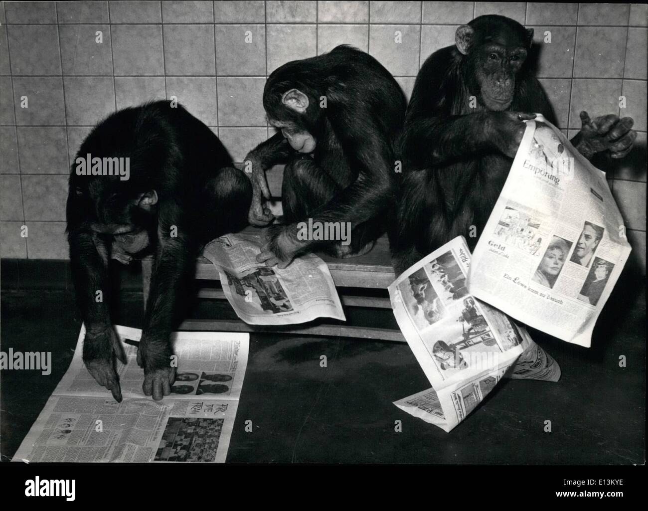 Mars 02, 2012 - ce qui sur terre ont-ils écrits à nouveau ! . Ces trois chimpanzés Eka, Hula et Barmi semblent dire en lisant les journaux du matin. Les trois dames-chimpanzé va quitter le zoo de Wuppertal pour Moscou au printemps dans l'animal-programme d'échange. Avec leur charme international, ils vont probablement donner des singes le slogan de tous les pays, se rencontrer . Munich Keystone, Janvier 20th, 1950 Banque D'Images