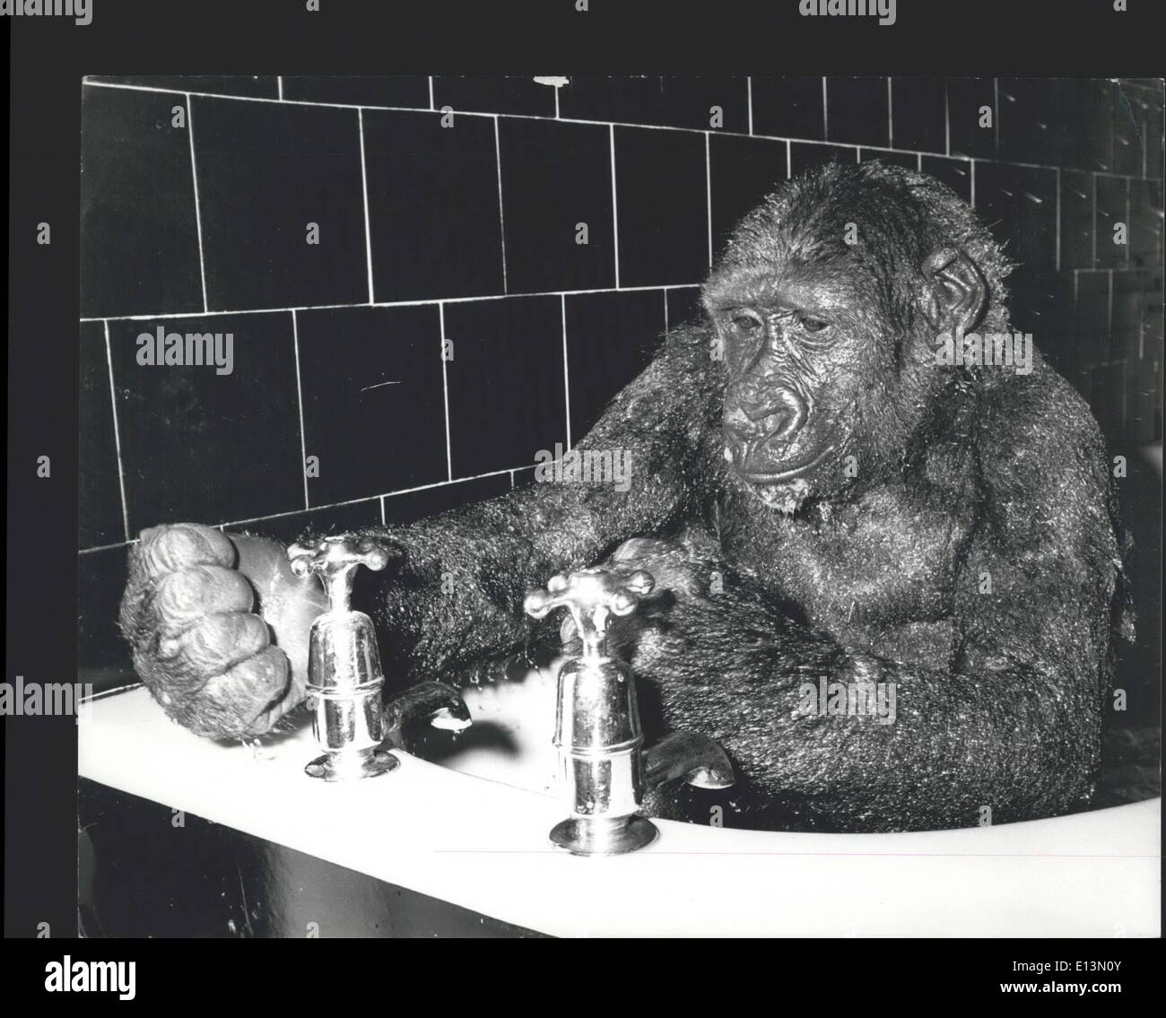 Mars 02, 2012 - Gorille dans un bain rula Banque D'Images