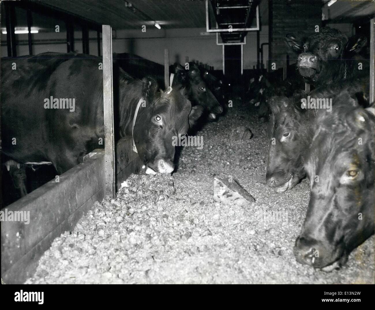 Mars 02, 2012 - le Danemark. Ferme laitière, la traite des vaches d'être nourris avec des briques d'herbe pressée dans taille d'environ 1x1 in. (2x3 cm) Banque D'Images