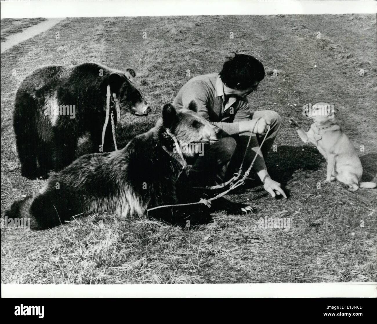 Mars 02, 2012 - Écouter Sir... Maintenant, gouverneur, juste avec moi et je vais vous dire pour gérer ces gros ours grizzlys, Dieter Kramel formateur semble suivre les conseils que lui donne son chien ''truppi' Banque D'Images