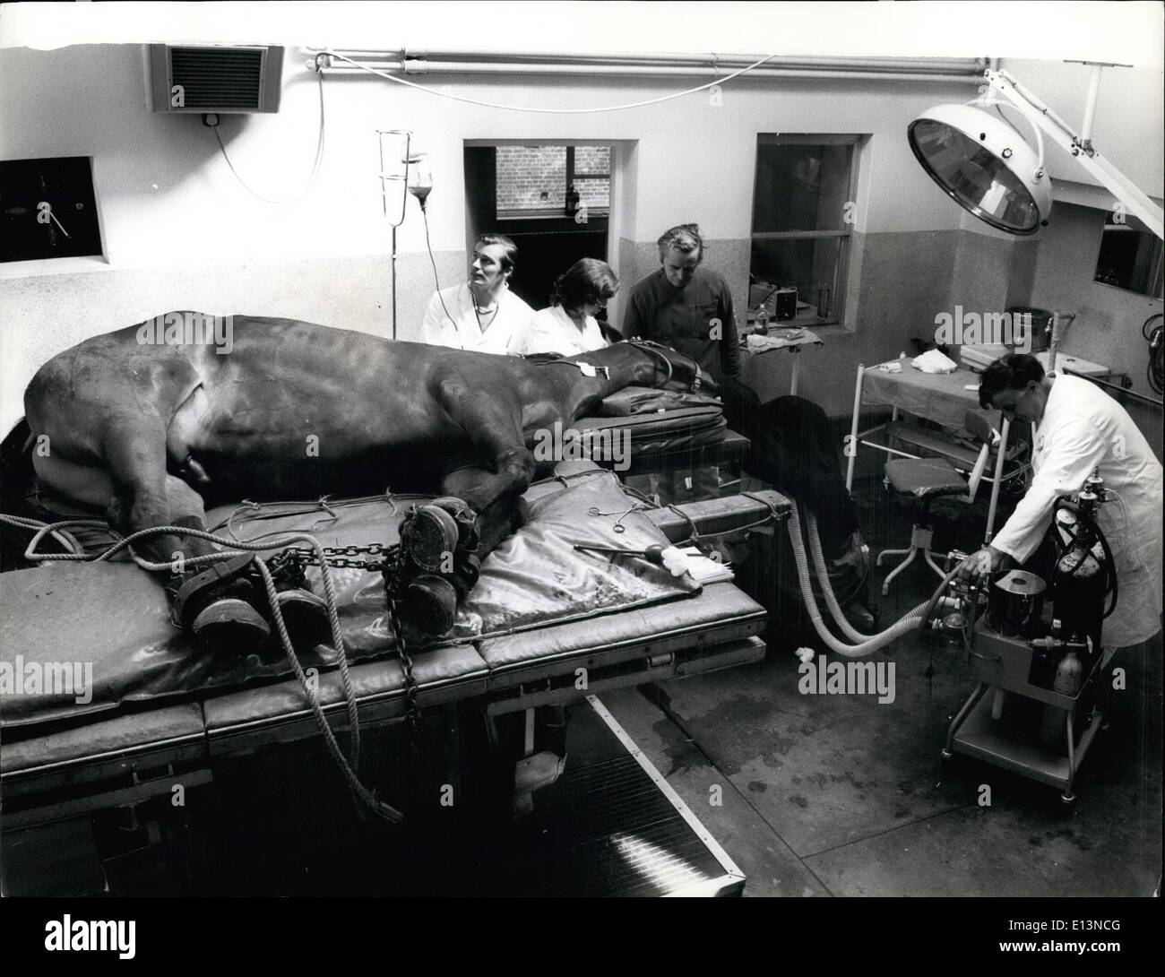 Mars 02, 2012 - Poursuite de l'opération de l'oreille moyenne du cheval, la transfusion de sang est vérifié par l'assistant anesthésiste. Banque D'Images