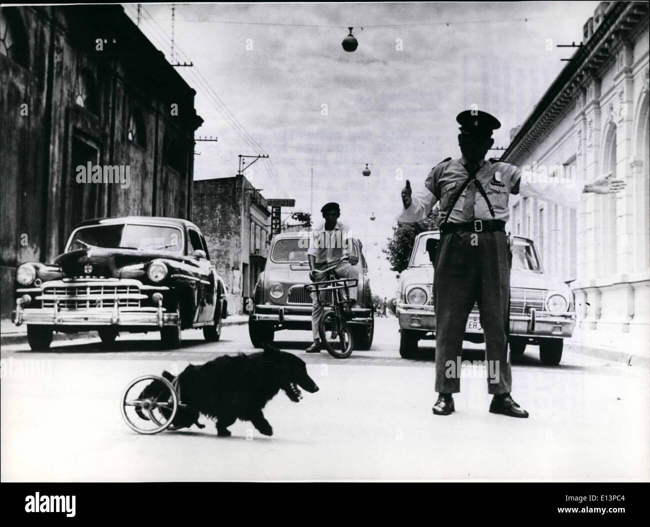 Mar. 22, 2012 - Priorité ce chien a ! Personnellement, le policier arrête le trafic, pour laisser passer la pauvre chien qui n'a qu'encore deux membres sains. Parce que l'arrière de l'animal est paralysé, il a obtenu un rôle pour l'alternative. Dans ce fut le chien est capable d'itinérance et d'accompagner son maître plus loin, bien qu'il y a un peu plus de difficultés. Banque D'Images