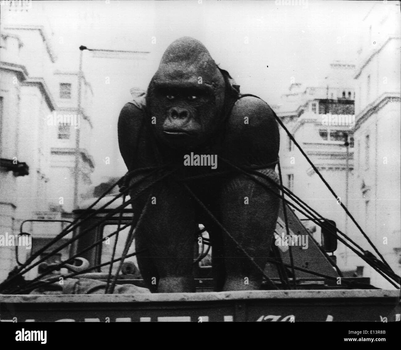 27 mars 2012 - Le plus grand du monde : de nombreux londoniens Corilla en céramique ont été étonnés de voir ce qui semblait être un prix de la vie - comme gorille attachés par des cordes à l'arrière d'un camion. Une inspection a montré que le gorille était en fait un géant fait de céramique par le sculpteur Peter Edwards, diplômé du Royal College of Art spécialement conçu pour John Aspinall zoologiste célèbre, le gorille est que l'on croit être le grand modèle en céramique sur une seule pièce faite à l'extérieur de la Chine. Il pèse environ 600 livres. Les travaux devraient être en existence longtemps après la disparition de gorille est éteinte. Banque D'Images