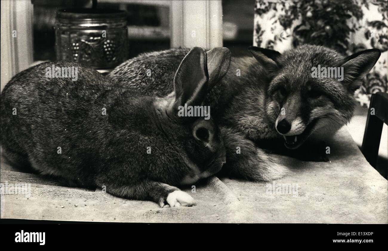 27 mars 2012 - L'histoire du renard et le lièvre : il était une fois fox nommé Ferdy et ici nommé Robertson. Mais contrairement à la célèbre fable qu'ils n'étaient pas constamment en train de les faire les uns les autres. Ferdy Pour Robertson et sont les meilleurs amis - ils sont les animaux de compagnie de Cherry Gash, 12, de Tilehurst, près de Reading, Berks. L'ici et le renard sont inséparables et l'amour d'aller pour leurs re4régulières balades du week-end le tour du village avec Cherry, causant beaucoup de consternation parmi la population locale, pour ne rien dire des animaux locaux ! Banque D'Images