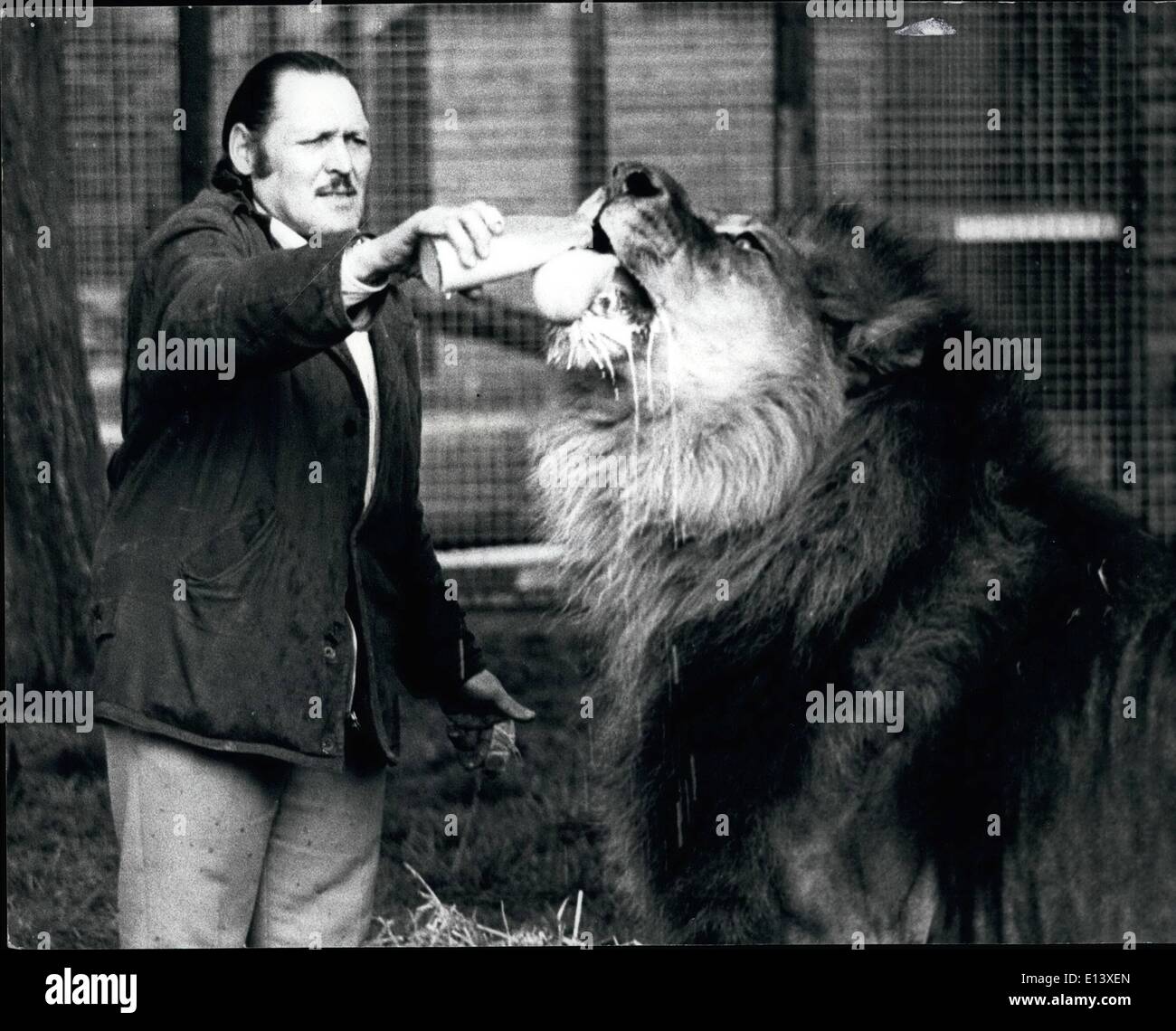 27 mars 2012 - Simba, le plus grand lion, consomme 10 litre de lait en plus de sa ration de viande tous les jours. Serviettes de table ne sont pas Banque D'Images