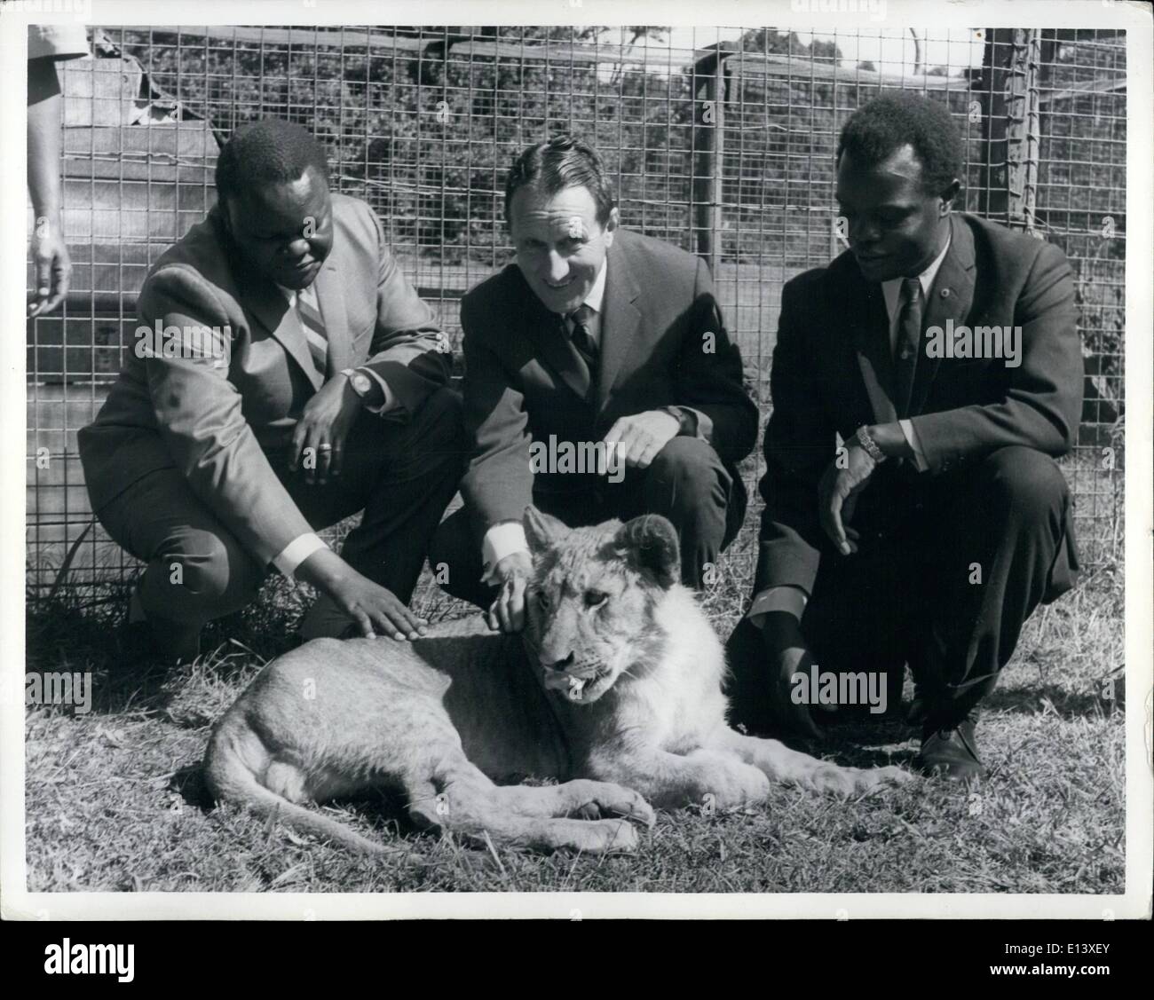 27 mars 2012 - Lion Cub présenté à M. et Mme Raymond C. Firestone par Kenya Gouvernement ; Photo montre à Nairobi orphelinat d'animaux aujourd'hui lorsqu'un n8 mois vieux lion a été présenté par le gouvernement du Kenya à M. Raymond C. Frestone, chef de l'American tire company à Akron, Chio. À son tour, il fera don de la lion pour Overtan Park Zoo de Memphis, Tennessee. Le Lion appelé Jimmy devenu orphelin lorsque sa mère a été tué par le Kenya les fonctionnaires du ministère à Wajir jeu (nord du Kenya), parce qu'elle était un homme eater Banque D'Images