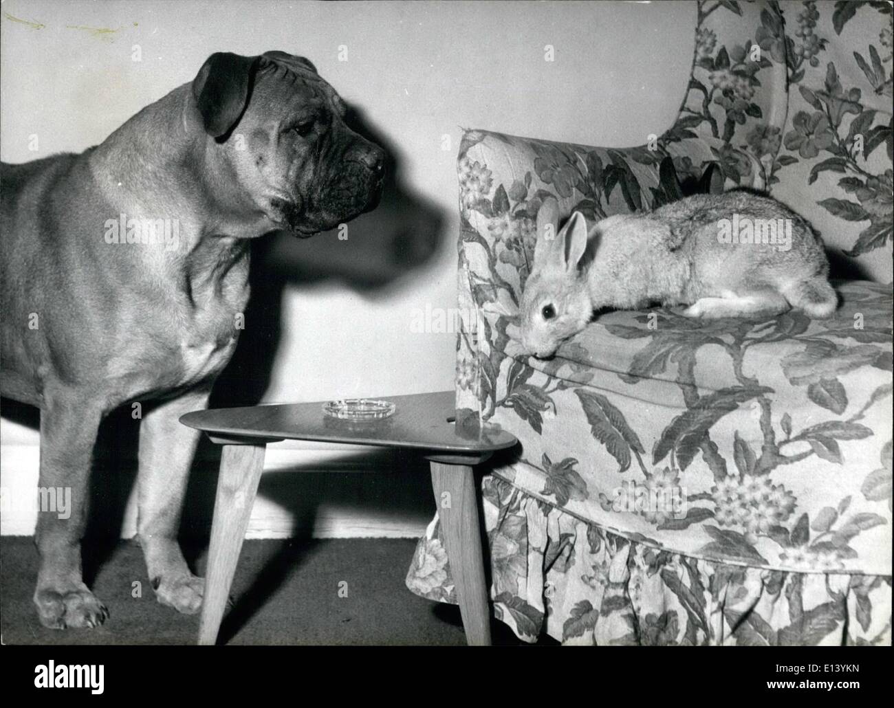 27 mars 2012 - la joue de Time Bunny. Maintenant il est sur le fauteuil Buster, l'animal de compagnie ustiff de Mme Lynn Tatelman de golders Green, Londres trouve-son Pol le lapin de lapin sur le fauteuil. Bunny a l'air bien gshamed. Banque D'Images