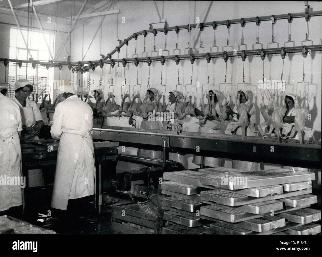 Mar. 27, 2012 - Les dindes fraîchement tués passent par la machine de lavage et de nettoyage. ZUM Banque D'Images