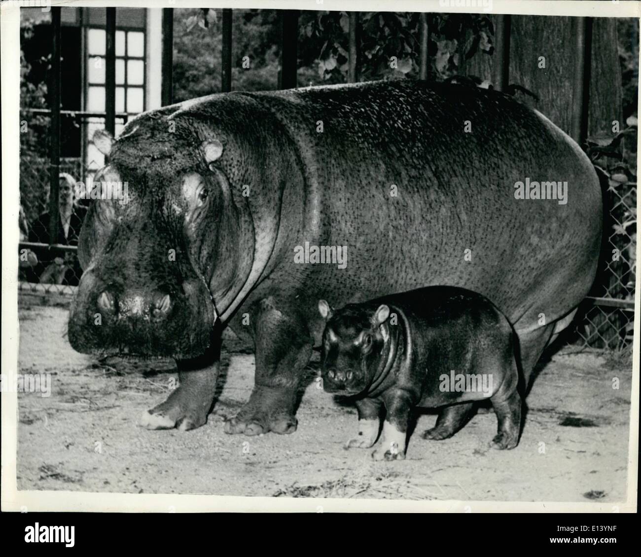 Mar. 27, 2012 - ''aren'' introduit ''Bébé'' Rasmus... Plus récent ajout à la zoo de Copenhague. Un bébé vient de naître à ''Maren'' hippo inmete du zoo de Copenhague, c'est son 13ème. bébé en 13 ans - et le père est de 43 ans, ''Auguste'' l'aîné d'hippo-père en captivité dans le monde. Il a été pris en Afrique en 1911. Bien que Rasmus semble couper et de minuscules maintenant - il va sans doute se développer d'être aussi grand - gras et laid comme ses illustres parents. Photo montre : ''Maren'' avec ses petits 'Rasmus'' lorsque vu par le public pour la première fois à la zoo de Copenhague. Banque D'Images