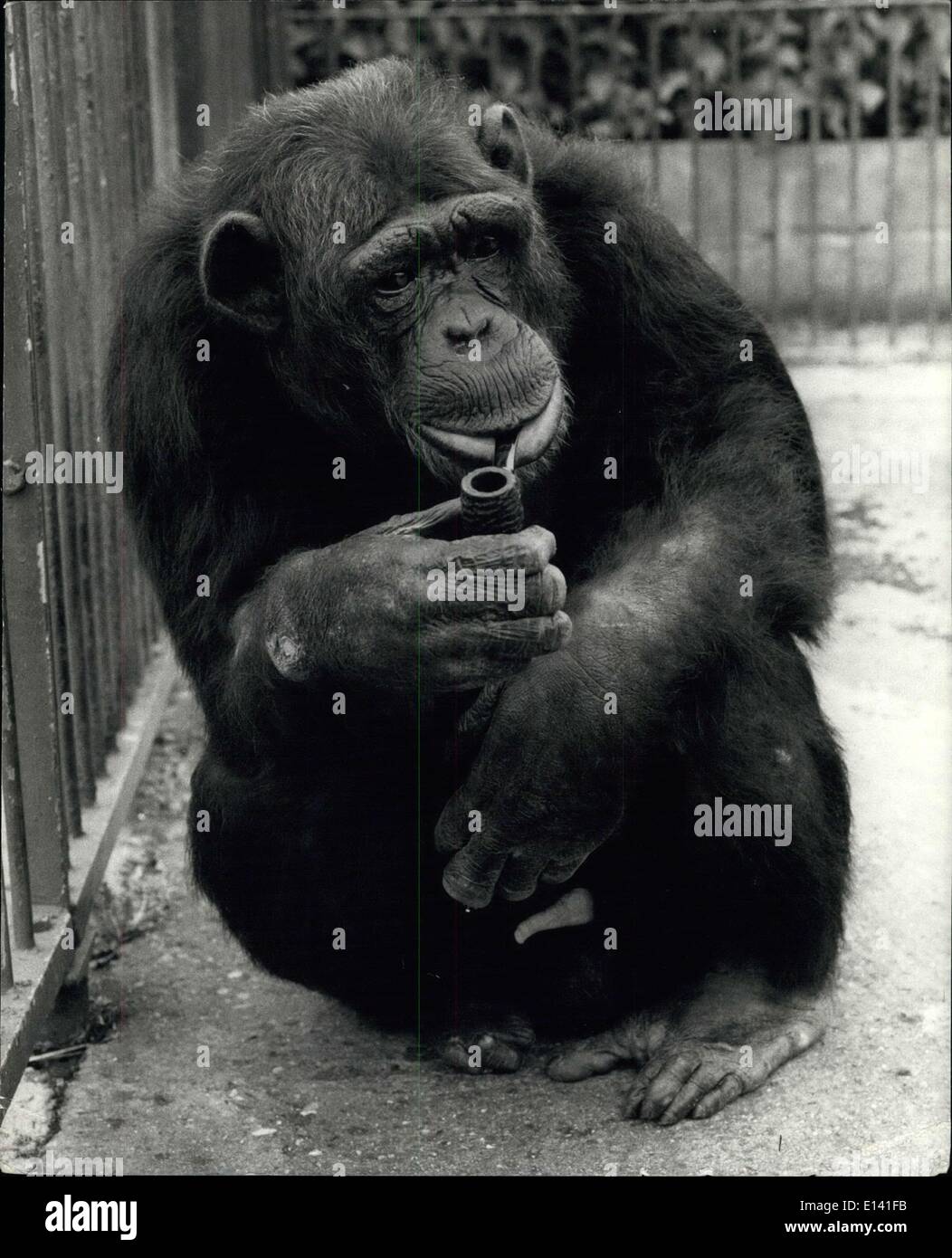 31 mars 2012 - Un tuyau est le meilleur ami de l'homme. : Williiam, 20 ans à Cromer chimpanzé Zoo, a été un homme de tuyau pour près de quinze ans. Depuis la campagne contre le tabagisme a acquis de la force au cours des dernières années, Zoo Propriétaire Mme Olga Kerr, a fait de son bestto sevrer son off l'habitude, mais jusqu'à présent sans grand succès. Sans son meilleur copain William semble juste de pine et bedome un misérable vieil homme : Mais avec son bois préféré entre ses dents, il est heureux comme un garçon de sable ! Une fois qu'il a tenté une cigarette, mais quand il a commencé à le manger, le procès discountinued très rapidement ! Banque D'Images