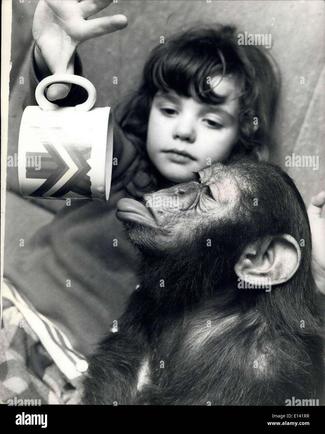 31 mars 2012 - une étincelle brillant dans l'Clews famille : un nouveau membre de la famille Clews - le chimpanzé, Sparky, illumine la scène intérieure, et apprend à connaître son frère et soeurs, Sparky est un bébé chimpanzé né dans le Zoo, Zoo du Sud Clews, dans le Warwickshire, et il a été introduit dans leur maison jusqu'à ce qu'une pousse un peu. 7 ans et 3 ans Tracy Alan sont ravis, un chimpanzé est un excellent compagnon de jeu, mais Butch le Bulldog n'est pas si sûr, il est plus méfiant de ce nouveau venu, après tout, un chien doit avoir son propre comme animal de compagnie. Banque D'Images