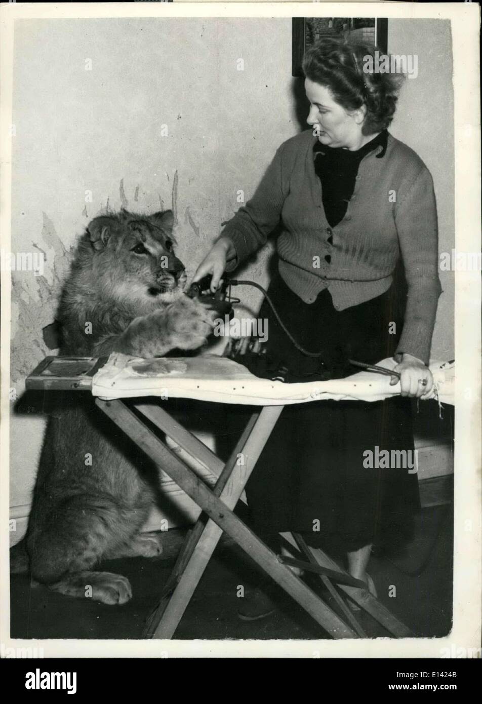 31 mars 2012 - Une maison n'est pas une maison sans un lion dit Mme Farrar. Quatorze mois Rajah, le lion est l'animal de 27 ans Mme Halana Farrar de Southport, Lancs. Rajah pèse 200 lbs et est de 6 pi. de hauteur sur ses pattes. Mme Farrar maison a formé deux lions avant de Rajah. Elle est l'épouse d'un encanteur qui tient un zoo privé. Mme Farrar qui est née à l'australienne a toujours eu un désir d'animaux sauvages qui sont des passe-temps de son mari. Rajah n'est jamais aussi heureux que lorsqu'il aide sa maîtresse à propos de la chambre Banque D'Images