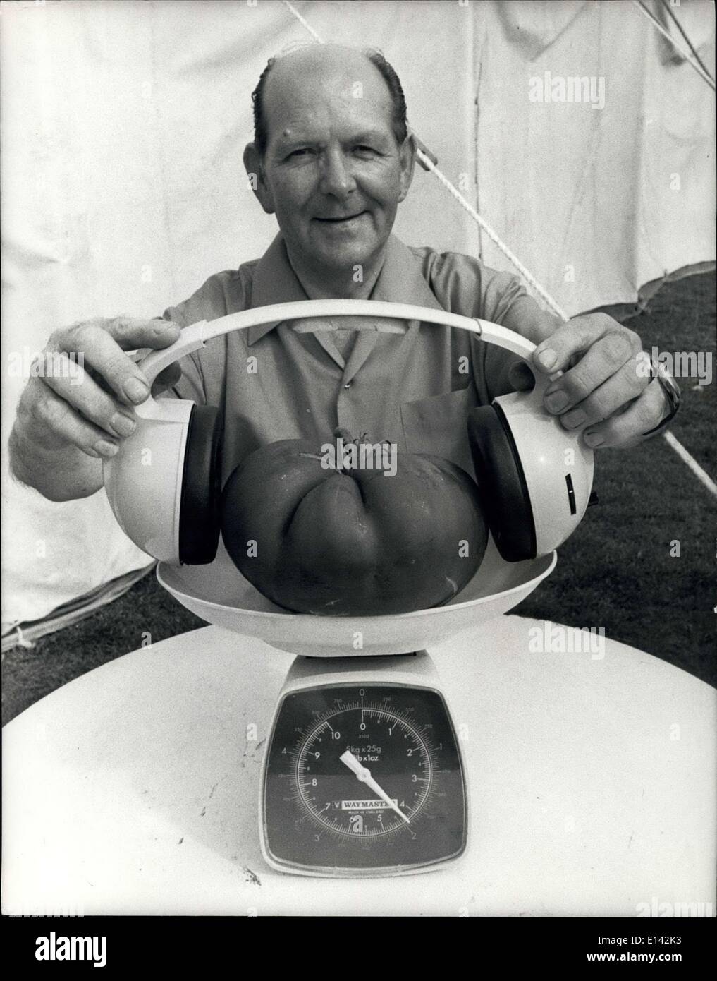 31 mars 2012 - Le plus grand réseau mondial : Tomates 62 ans Charlie Roberts, un surintendant lors d'une résidence pour personnes âgées à Eastbourne, dans le Sussex, a réussi à cultiver une tomate un pesage 4.1/4 ids- un record du monde. Les graines ont été prises à partir d'une tomate cultivée géant 31b l'an dernier. Charlie encourager la croissance de sa tomate record en le jouant la musique radio à travers une paire d'écouteurs stéréo chaque jour. Photo : Charlie Roberts met la tomate géante sur la balance- un lui donne une session de musique avec des écouteurs. Banque D'Images
