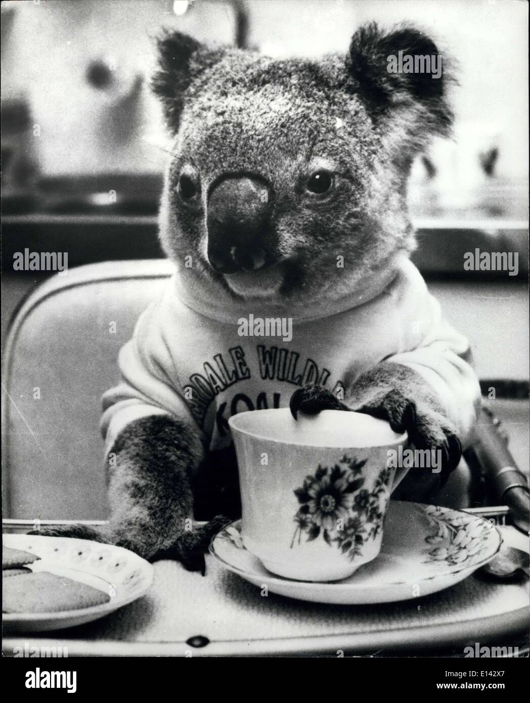 31 mars 2012 - Koala Syd rejoint le jet -set : Syd Le Koala est sur le point d'obtenir une augmentation de son allocation feuille de gomme. Les plus Syd Banque D'Images