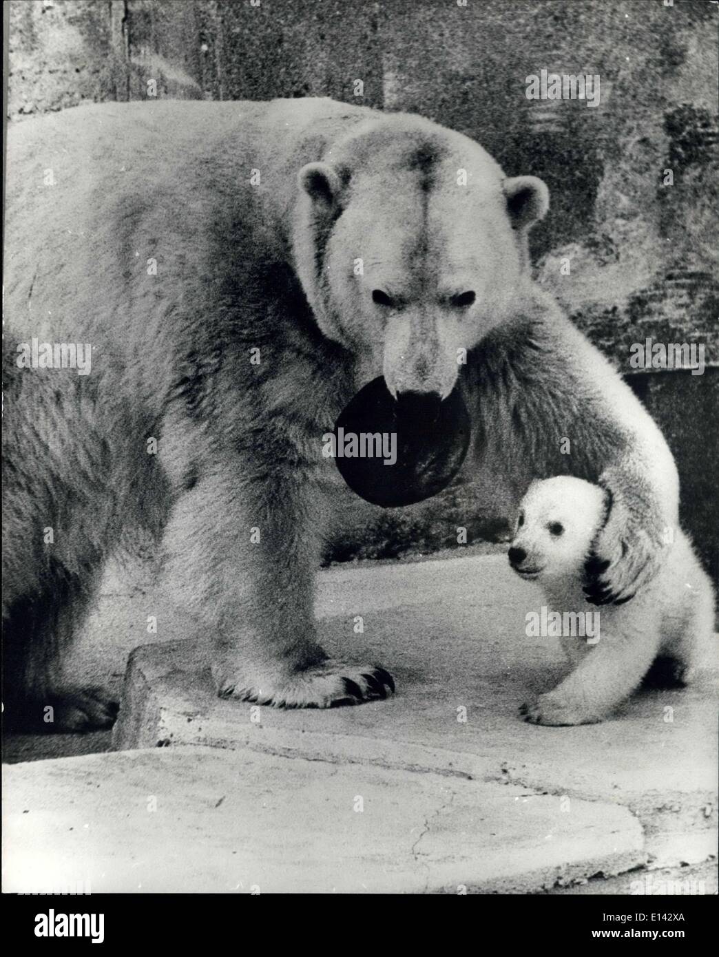 31 mars 2012 - Come And Get it : la tenue d'une miche de pain dans sa bouche, cette mère de l'ours polaire au Zoo de Cologne persuade doucement trois-mois cub que son temps pour le déjeuner, après la cub n'avait été autorisé à prendre une marche à l'extérieur pour la première fois. Banque D'Images