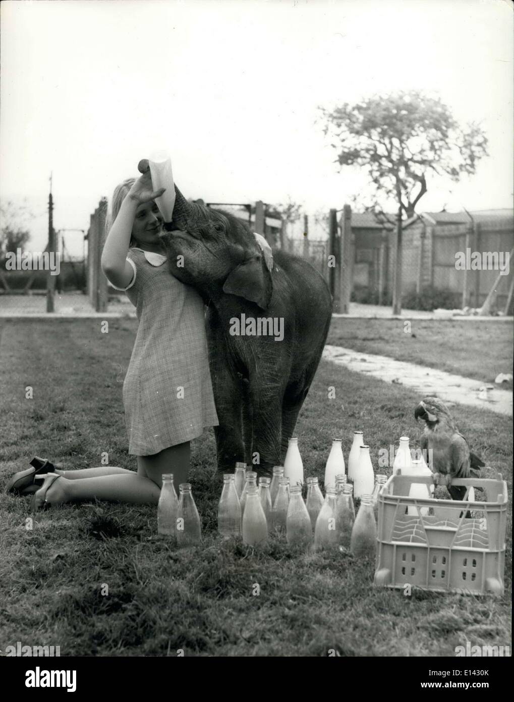 31 mars 2012 - Baby Drinks 24 Pintas - A Day!: C'est une tâche assez à suivre avec un animal qui boit 24 pintes de lait par jour - surtout quand il a seulement six mois - et a encore beaucoup de croissance à faire. Mme Pat Dellar, qui dirige une agence de modèles d'animaux à Lemsford, Herts., a découvert cela lorsqu'elle a acheté Ele, un éléphant de six mois au zoo de Bedford. Ele, qui mange environ 10 000 aliments par semaine, n'associe pas le musc à certains autres animaux de compagnie de Mme Dellar, comme le thélion, le puma et les différents chiens, mais elle est une grande amie de Mme Banque D'Images
