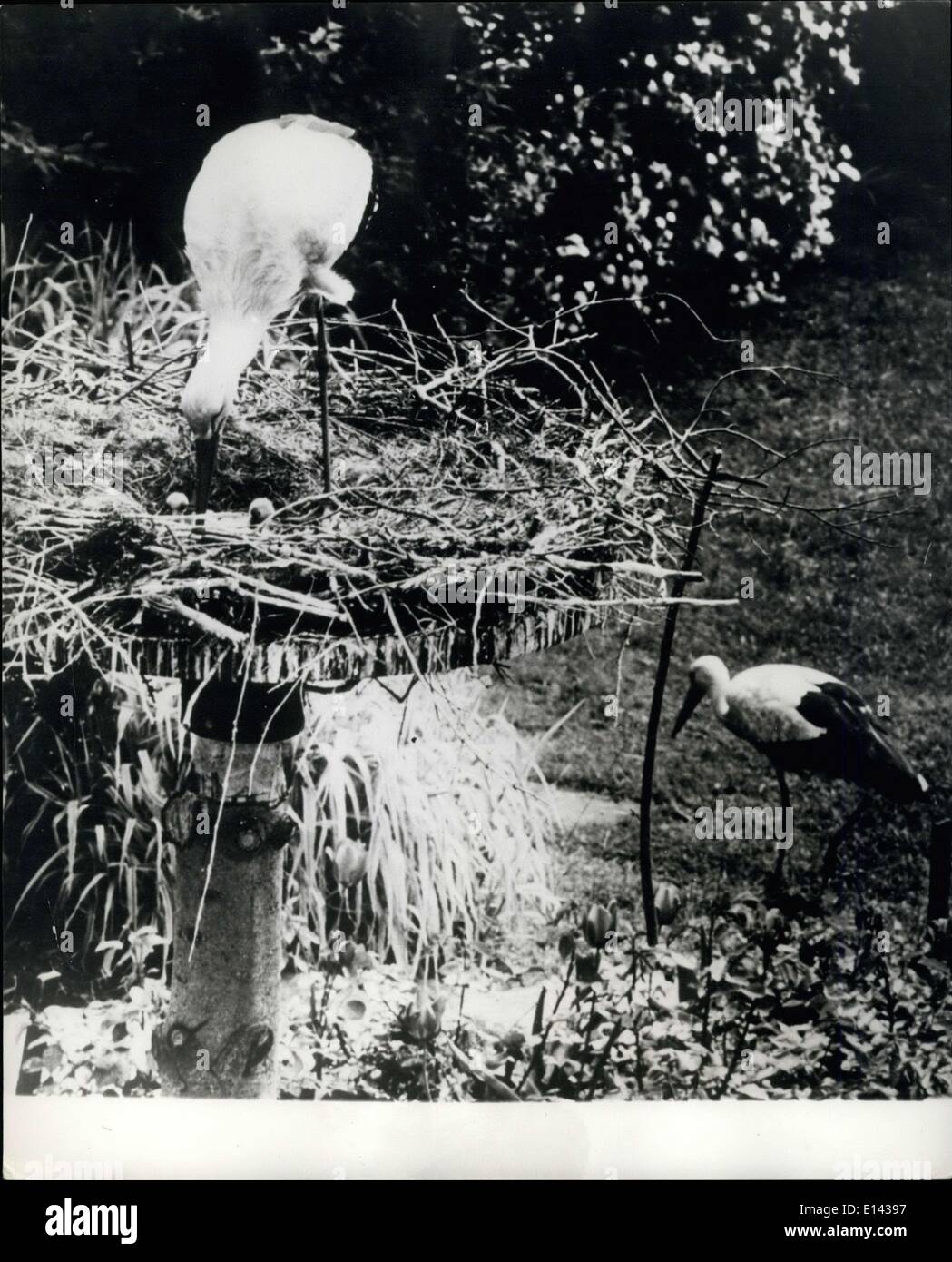 31 mars 2012 - La multiplication réduite : chaque année une famille danoise a eu le plaisir d'un invité leur jardin- un mâle cigogne. Cette année, la cigogne est revenu comme d'habitude- mais cette fois il n'était pas le seul- il a apporté le long d'un second, avec le résultat qu'il y a maintenant pour donner à bébé dans le nid de cigognes. Banque D'Images