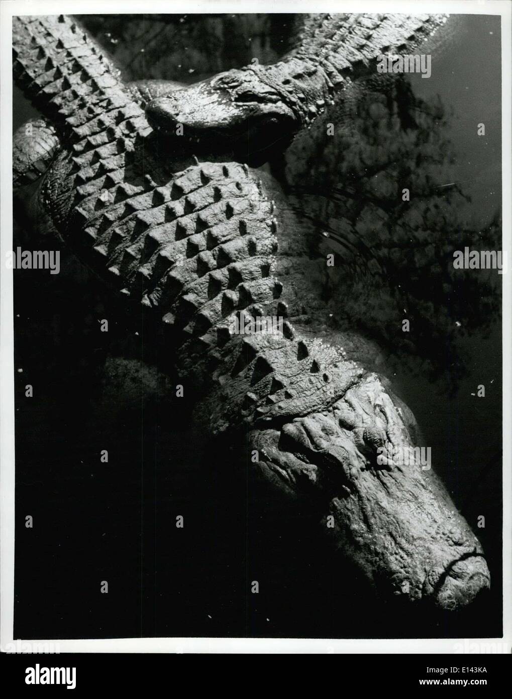 Avril 04, 2012 - La Floride : Alligator l'alligator est probablement la victime de plus d'imagination et de connaissances moins réel que n'importe quel autre membre de Florida's wild kingdom. Dans les Everglades de Floride, où une différence de quelques pouces dans le tableau de l'eau signifie une mort certaine pour une grande partie de la flore des sous-bois et de la faune, le Gator est un défenseur plus efficace. Le reptile creuse grands trous qui atteignent jusqu'à l'eau table, même pendant la saison sèche, en fournissant une alimentation en eau d'oiseaux, de poissons et autres créatures Everglades Banque D'Images