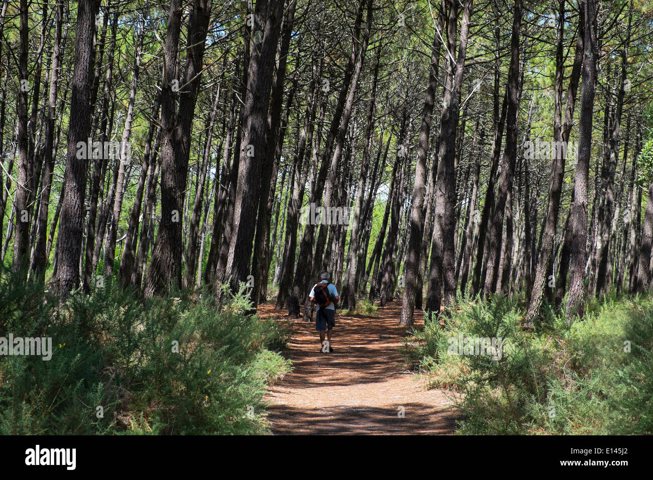 homme mature marchant dans les bois Banque D'Images