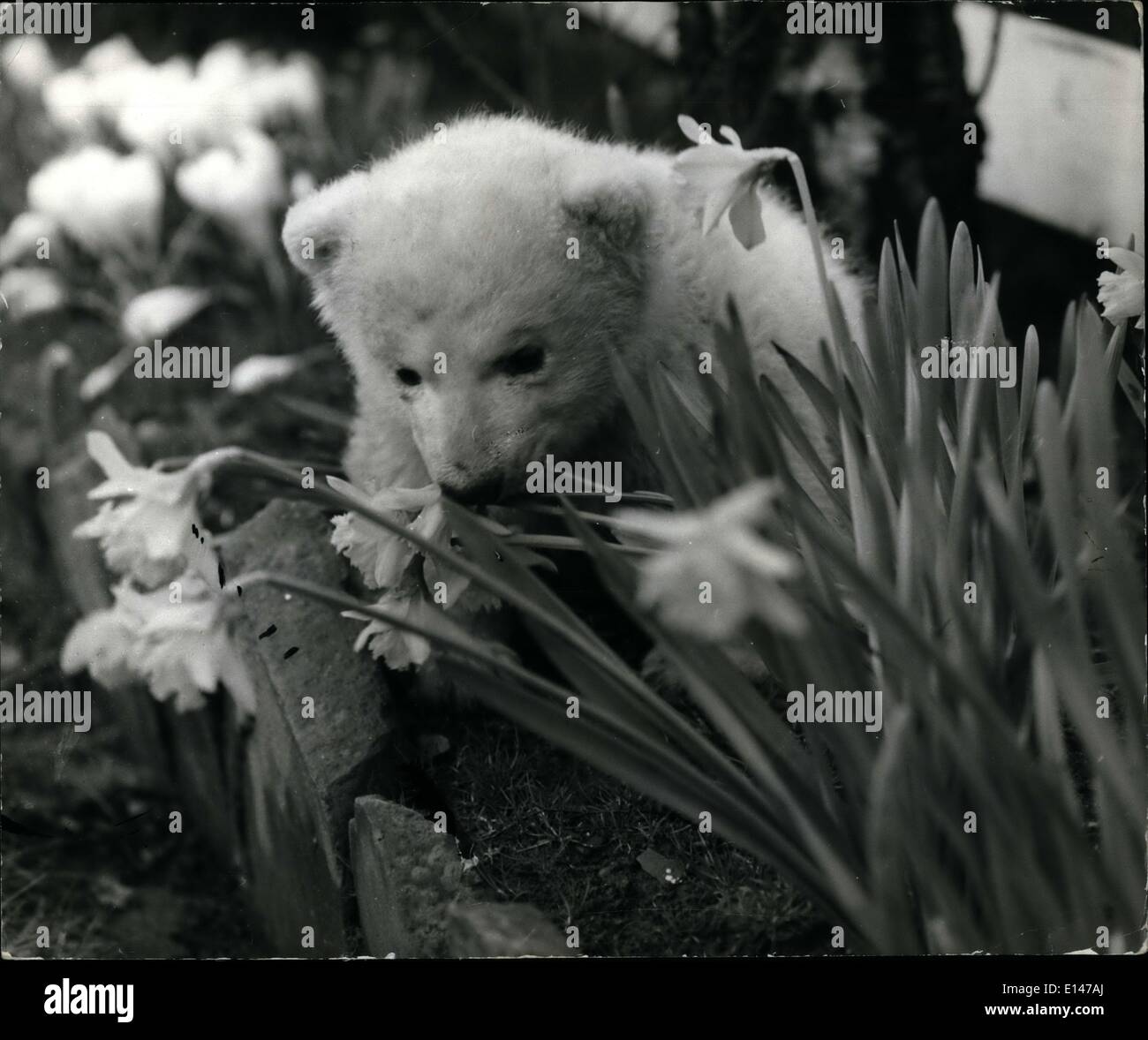 Avril 16 12 La Vie Est Un Pique Nique Pour Ce Bebe Ours Ofe Pour Bossagani La Famille De Gatley Cheshire A Pris De Nouvelles Dimensions Depuis Winnie A Venir Vivre Avec
