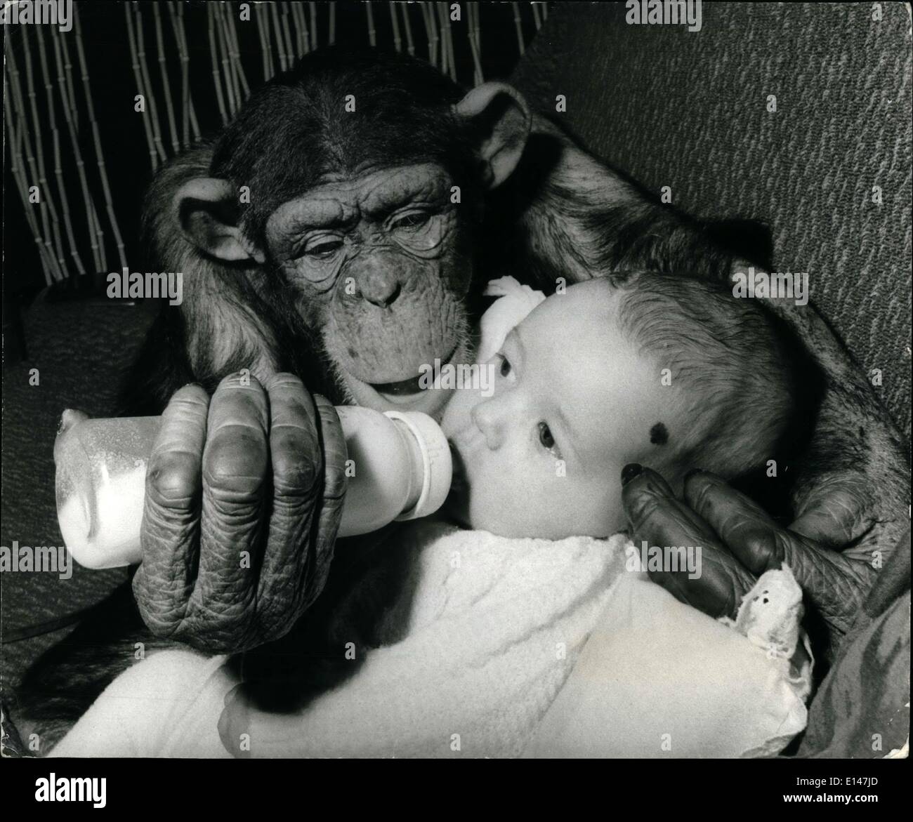 16 avril 2012 - Alan rencontre Rosie : Certainement les jeunes Alan Clews n'aura permis de grandir avec toute la peur des animaux et ce n'est pas une mauvaise chose, car il vit avec sa famille à Southam Park Zoo dans le Warwickshire. Les parents du bébé Zoo Alan Graham, et Jenny Clews aide avec la gestion de l'inquiétude de la famille zoo. Alan, whos dix semaines a juste eu son introduction à Rosie, un vieux de cinq ans chimpanzé whos favorite de la famille Clews et clairement apprécié la rencontre Rosie Banque D'Images