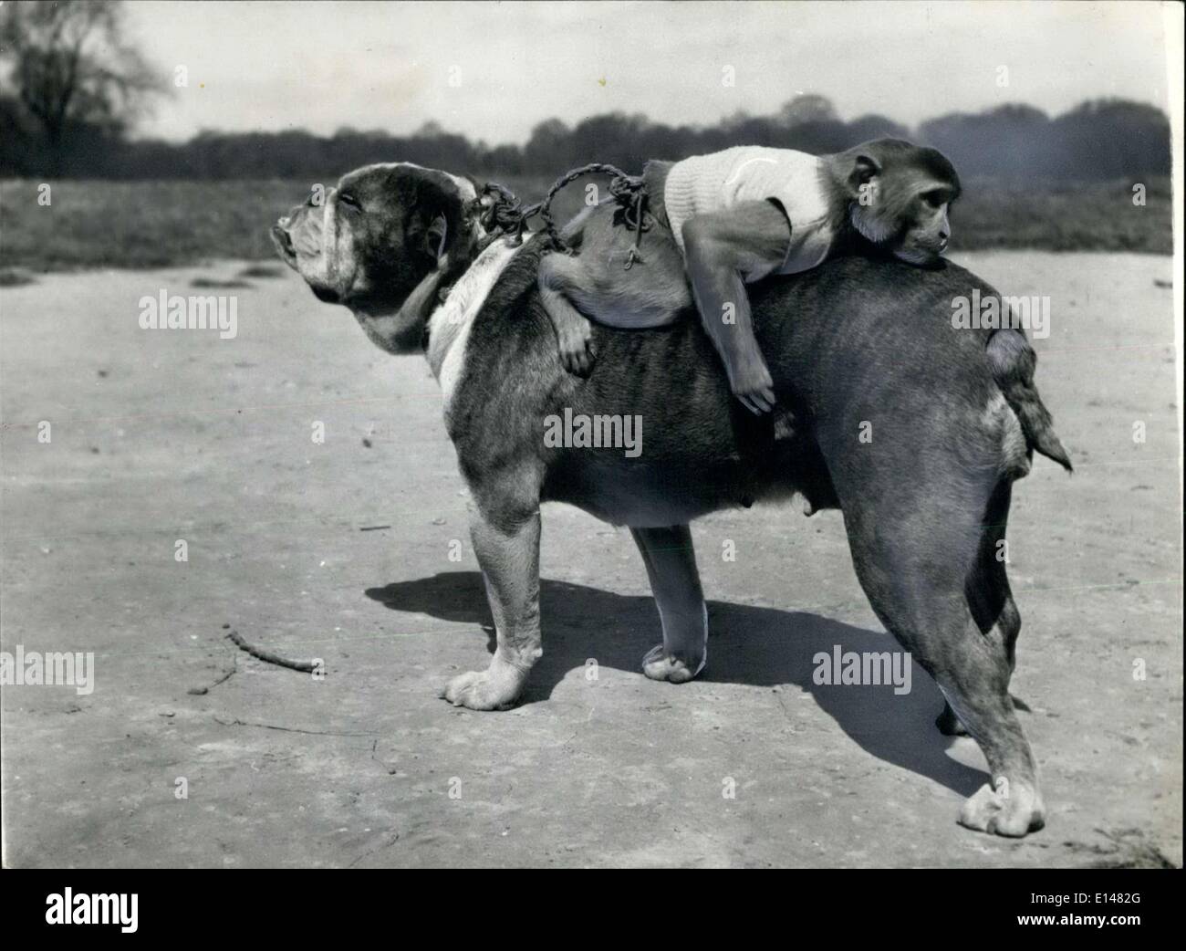 Le 17 avril 2012 - Rocky, le Bulldog et Jenny le singe rhésus de l'animal de M. Rogers de Hampstead à Londres. Banque D'Images