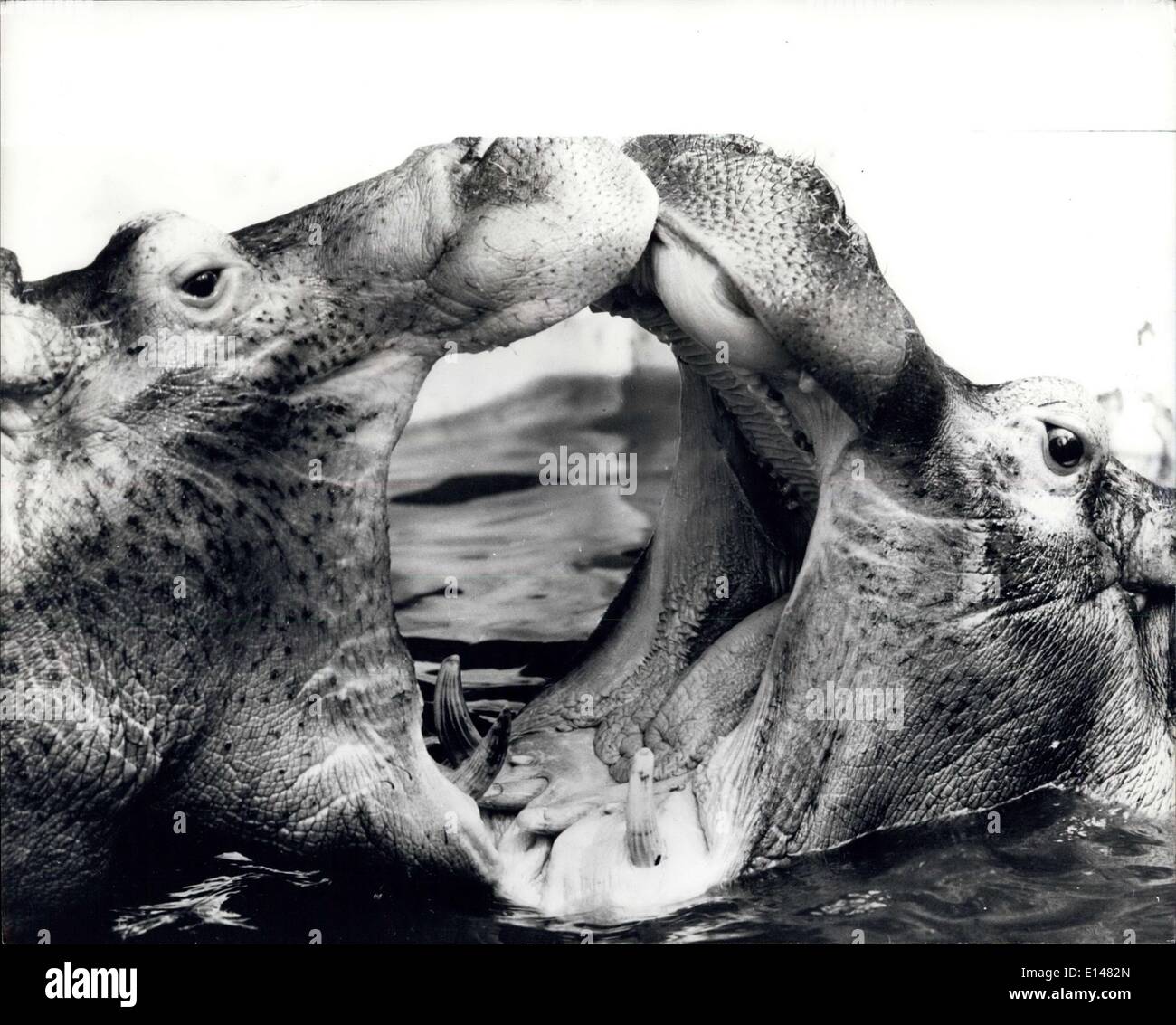 Le 17 avril 2012 - Un couple de grande bouche . Les deux hommes d'hippopotame, Max et Moritz, semblent être d'essayer de prouver un point - mais leurs bouches caverneuses regardent pour être à peu près la même taille. Une étude amusante au big game park dans Tuddren, Allemagne de l'Ouest. Banque D'Images